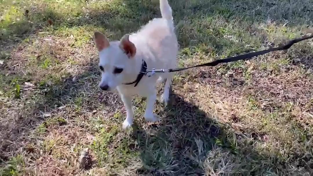 Tune in to @wcbdnews2  to see sweet little Zippy! 😍🐾