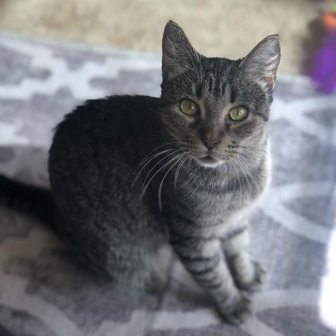 Hello- from Kia! 😻❤️😻

“I am a beauty inside and out. I took very good care of my babies and loved to play with them. They have all now been adopted - and now it’s MY turn!
I enjoy lounging around, getting all the pets I can and “chatting” with you. I will follow you around as I love to be around you. I am very friendly and loving.”

Mama Kia showed up at the warehouse of one of our foster’s work. She has a managed colony of fixed ferals there, but this friendly, social and sweet beauty definitely didn’t belong outside. It was too late when we found out she was pregnant and went and had her babies somewhere. Luckily for all of them they are now SAFE inside ! 

Kia is approximately 1 -2 years old, spayed, UTD on vax, combo tested negative and ready for her furrever people. She was introduced to her Foster’s cats and dogs and wasn’t a fan. So we are looking for a home for her where she will get to be the the queen of the house/only pet. 😺❤️
Adult cats need love too! 
Please share to help get this beauty adopted! 
.
.
.
.
.
.

.
.
,
.
.
.
,
<a target='_blank' href='https://www.instagram.com/explore/tags/adultcatsrule/'>#adultcatsrule</a><a target='_blank' href='https://www.instagram.com/explore/tags/tabbycat/'>#tabbycat</a><a target='_blank' href='https://www.instagram.com/explore/tags/tabbylife/'>#tabbylife</a><a target='_blank' href='https://www.instagram.com/explore/tags/mamacat/'>#mamacat</a><a target='_blank' href='https://www.instagram.com/explore/tags/caturdaycuties/'>#caturdaycuties</a><a target='_blank' href='https://www.instagram.com/explore/tags/caturday/'>#caturday</a>#<a target='_blank' href='https://www.instagram.com/explore/tags/instacatmeows/'>#instacatmeows</a><a target='_blank' href='https://www.instagram.com/explore/tags/topmeowdel/'>#topmeowdel</a><a target='_blank' href='https://www.instagram.com/explore/tags/sheltercats/'>#sheltercats</a><a target='_blank' href='https://www.instagram.com/explore/tags/catstagramcat/'>#catstagramcat</a><a target='_blank' href='https://www.instagram.com/explore/tags/topcatsclub/'>#topcatsclub</a><a target='_blank' href='https://www.instagram.com/explore/tags/meowfeature/'>#meowfeature</a><a target='_blank' href='https://www.instagram.com/explore/tags/huffpostgram/'>#huffpostgram</a><a target='_blank' href='https://www.instagram.com/explore/tags/sheltercat/'>#sheltercat</a><a target='_blank' href='https://www.instagram.com/explore/tags/adoptme/'>#adoptme</a><a target='_blank' href='https://www.instagram.com/explore/tags/tabbiesoftheworld/'>#tabbiesoftheworld</a><a target='_blank' href='https://www.instagram.com/explore/tags/tabbiesofig/'>#tabbiesofig</a>