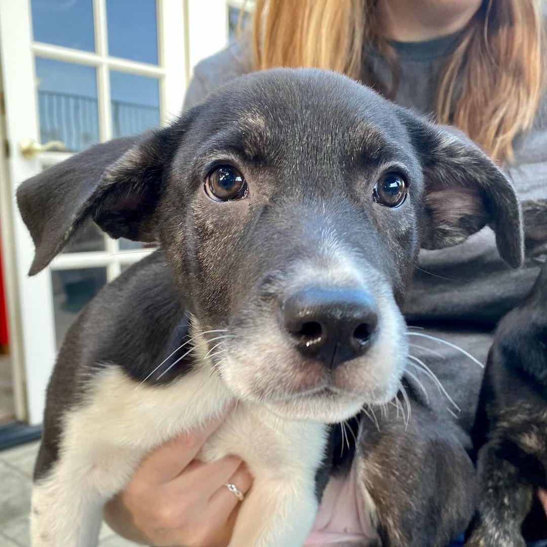 Mornin’ from 6 of mama Ember’s puppies!🤩

If you supported our 10th birthday fundraiser in October in any way, take a moment to celebrate your impact ✨ Ember and her puppies are safe and going to live wonderful lives because of you! Thank you for helping us save them!

Swipe through to see this beautiful family 😍👉 Mama Ember (who has this gorgeous cinnamon/tan/red brindle), Pie, Cider, Bones, Clove, Crisp and Pecan are all available for adoption.

Mama is about 2 years old and 44 pounds. Pups are about 11 weeks old and probably going to be around 50 pounds. They’re definitely mixed with some Husky!

If you’re interested in Ember or any of the pups, please fill out an adoption application through the link in our bio or thelittlereddog.org ❤️