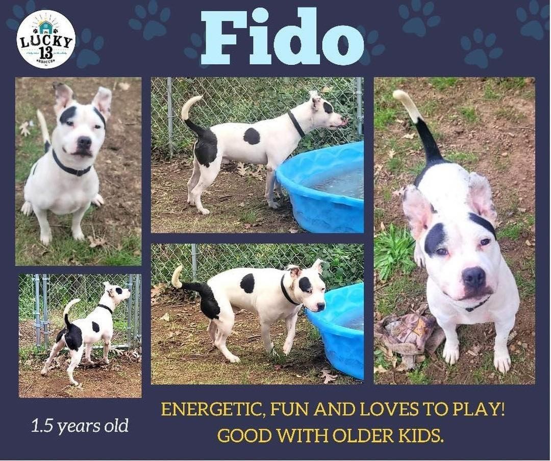 Hi, I'm Fido!
I'm a super energetic 1.5 year old who would like a home that will help me burn off some of my young pup energy. In my foster home I am learning that snuggles and ear rubs are pretty awesome and I love food and treats!  I can occupy myself for hours with a chew toy as long as the chew toy can handle me chewing on it for hours!  As long as I have a couple of those and possibly a bone I won't chew anything that's yours. I like kitty cats but I prefer being the only dog, but I could do okay if I found the right friend but I am pretty picky about them and need to work on my introduction skills. I am still learning about riding in cars and I am doing much better in my kennel and I am happy to say I am completely housetrained!  I like kids but I have been told that I am really strong and sometimes when I get excited I forget my manners and jump up, but my foster mama is working on that with me...but sometimes I forget. So little kids might not like hanging with me but older kids that understand that I might jump up occasionally and that respect my playtime would be fun to play with. Even though I am really strong I can be very gentle unless you want my toys...then I just refuse to let go and hold on for life!  I really am a good boy, but I am trying to still figure out this whole living in a home thing where people actually love me but I am smart and a fast learner! So could you be the family that I get to love forever? I really hope somebody thinks I am good enough to be part of their chosen family!  XOXO - Fido. ❤️

Fido is about 50 lbs of cuteness and solid muscle and will come with microchip, neuter, heartworm negative, and all appropriate vaccinations. His adoption fee is $200. 

https://www.petfinder.com/dog/fido-53318838/mo/kansas-city/lucky-13-rescue-inc-mo689/

Apply to meet Fido at www.lucky13rescue.org or https://www.shelterluv.com/matchme/adopt/LUCK/Dog