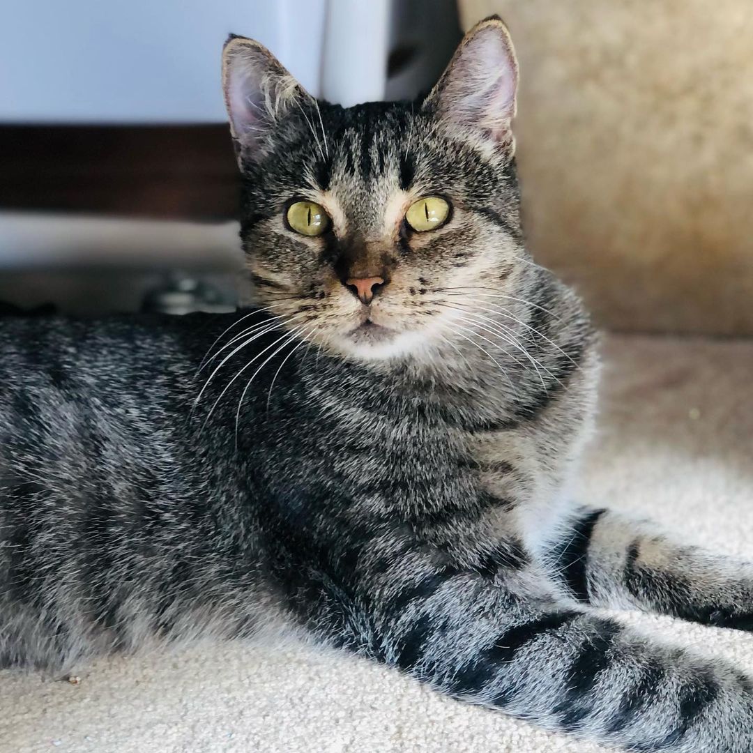 Hello- from Kia! 😻❤️😻

“I am a beauty inside and out. I took very good care of my babies and loved to play with them. They have all now been adopted - and now it’s MY turn!
I enjoy lounging around, getting all the pets I can and “chatting” with you. I will follow you around as I love to be around you. I am very friendly and loving.”

Mama Kia showed up at the warehouse of one of our foster’s work. She has a managed colony of fixed ferals there, but this friendly, social and sweet beauty definitely didn’t belong outside. It was too late when we found out she was pregnant and went and had her babies somewhere. Luckily for all of them they are now SAFE inside ! 

Kia is approximately 1 -2 years old, spayed, UTD on vax, combo tested negative and ready for her furrever people. She was introduced to her Foster’s cats and dogs and wasn’t a fan. So we are looking for a home for her where she will get to be the the queen of the house/only pet. 😺❤️
Adult cats need love too! 
Please share to help get this beauty adopted! 
.
.
.
.
.
.

.
.
,
.
.
.
,
<a target='_blank' href='https://www.instagram.com/explore/tags/adultcatsrule/'>#adultcatsrule</a><a target='_blank' href='https://www.instagram.com/explore/tags/tabbycat/'>#tabbycat</a><a target='_blank' href='https://www.instagram.com/explore/tags/tabbylife/'>#tabbylife</a><a target='_blank' href='https://www.instagram.com/explore/tags/mamacat/'>#mamacat</a><a target='_blank' href='https://www.instagram.com/explore/tags/caturdaycuties/'>#caturdaycuties</a><a target='_blank' href='https://www.instagram.com/explore/tags/caturday/'>#caturday</a>#<a target='_blank' href='https://www.instagram.com/explore/tags/instacatmeows/'>#instacatmeows</a><a target='_blank' href='https://www.instagram.com/explore/tags/topmeowdel/'>#topmeowdel</a><a target='_blank' href='https://www.instagram.com/explore/tags/sheltercats/'>#sheltercats</a><a target='_blank' href='https://www.instagram.com/explore/tags/catstagramcat/'>#catstagramcat</a><a target='_blank' href='https://www.instagram.com/explore/tags/topcatsclub/'>#topcatsclub</a><a target='_blank' href='https://www.instagram.com/explore/tags/meowfeature/'>#meowfeature</a><a target='_blank' href='https://www.instagram.com/explore/tags/huffpostgram/'>#huffpostgram</a><a target='_blank' href='https://www.instagram.com/explore/tags/sheltercat/'>#sheltercat</a><a target='_blank' href='https://www.instagram.com/explore/tags/adoptme/'>#adoptme</a><a target='_blank' href='https://www.instagram.com/explore/tags/tabbiesoftheworld/'>#tabbiesoftheworld</a><a target='_blank' href='https://www.instagram.com/explore/tags/tabbiesofig/'>#tabbiesofig</a>