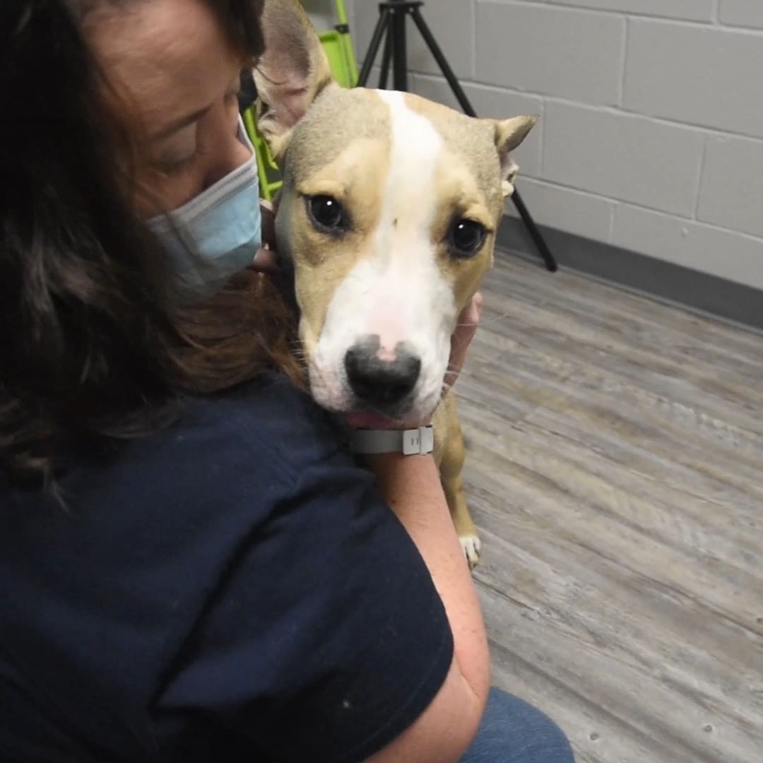 Meet Volkswagen. This quiet snuggle bug is looking for someone with a soft sofa and open arms to be his new TV binge buddy. 

Volkswagen was a bit of a fugitive before he came to Fulton County Animal Services, with a concentrated effort from a dedicated Animal Services Officer regularly working the area he was seen in for weeks before finally catching him and bringing him to us.

This guy is ready to get out of here to be shown the life a pup deserves and would love to start the holiday season with his new forever family. 

To learn more about Volkswagen please visit https://bit.ly/3xdqCmj

<a target='_blank' href='https://www.instagram.com/explore/tags/NoPlaceLikeAHome/'>#NoPlaceLikeAHome</a> <a target='_blank' href='https://www.instagram.com/explore/tags/AdoptDontShop/'>#AdoptDontShop</a> <a target='_blank' href='https://www.instagram.com/explore/tags/OurCityOurAnimals/'>#OurCityOurAnimals</a> <a target='_blank' href='https://www.instagram.com/explore/tags/ATL/'>#ATL</a> <a target='_blank' href='https://www.instagram.com/explore/tags/In4LifeLine/'>#In4LifeLine</a> <a target='_blank' href='https://www.instagram.com/explore/tags/DogHairDontCare/'>#DogHairDontCare</a> <a target='_blank' href='https://www.instagram.com/explore/tags/DogsOfInstagram/'>#DogsOfInstagram</a> <a target='_blank' href='https://www.instagram.com/explore/tags/RescueDogsOfInstagram/'>#RescueDogsOfInstagram</a> <a target='_blank' href='https://www.instagram.com/explore/tags/FosteringSavesLives/'>#FosteringSavesLives</a> <a target='_blank' href='https://www.instagram.com/explore/tags/Adoption/'>#Adoption</a> <a target='_blank' href='https://www.instagram.com/explore/tags/Puppy/'>#Puppy</a> <a target='_blank' href='https://www.instagram.com/explore/tags/PuppiesOfInstagram/'>#PuppiesOfInstagram</a>