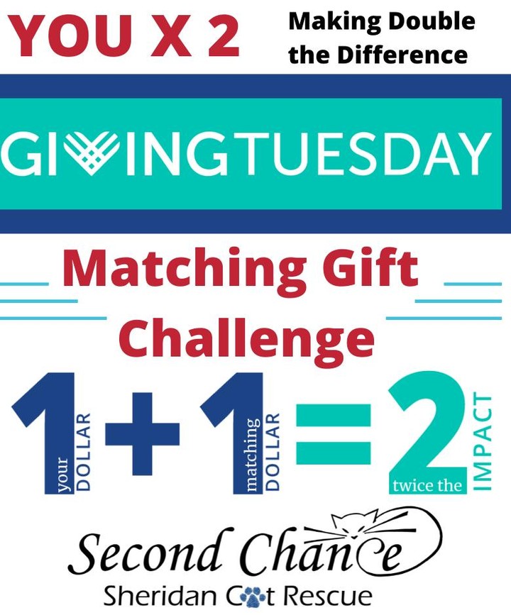 GivingTuesday is only a week away, and this giving season you can DOUBLE your impact!

SCSCR received an incredibly generous MATCHING donation from the Roberts Family Foundation in the amount of $2,500. That means that your donation on GivingTuesday is automatically doubled!

The generosity of the Roberts Family Foundation gives SCSCR an amazing head start to the giving season, and with the support the our first $2,500 in donations, will bring us ¼ of the way to our $20,000 GivingTuesday goal! Please join us in thanking the Roberts Family Foundation for enriching the lives of our cats with their legacy of philanthropy. THANK YOU!

If you are interested in providing a matching donation for the giving season, please learn about doubling your impact through YOUx2 in the comments!