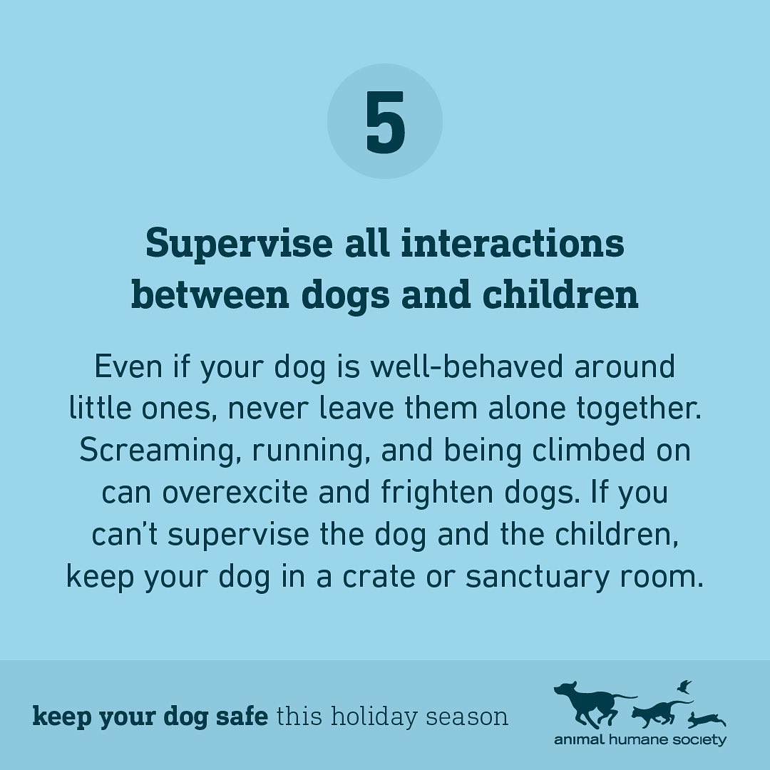 The holidays are here! ❄️ With these pointers, your dog and guests are sure to have a safe and happy season. 🐶