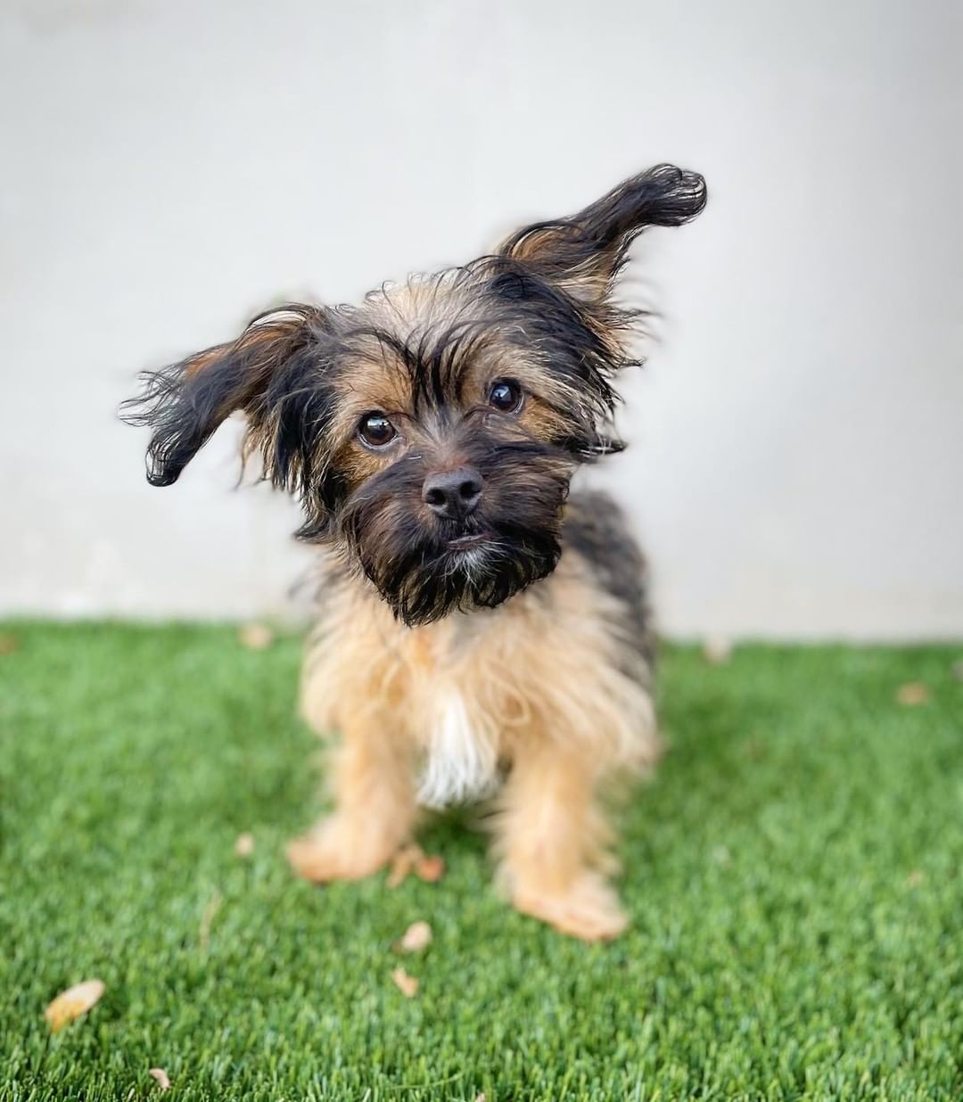 Hey Star Wars producers, one of your characters ended up at our shelter and we think he’s very confused… 

Chewie has retired from the movie making business and is now looking for a home to live his best life in. He spends his day making his infamous noises and going over movie lines for fun. 

If you think you can take on this legendary Wookiee Warrior, then head on over to our website to fill out an adoption application! We will be accepting multiple applications and placing him in the best match home. 
www.hillcountryspca.com

Chewie is a 5 month old small breed mix! He currently weighs 5 pounds.