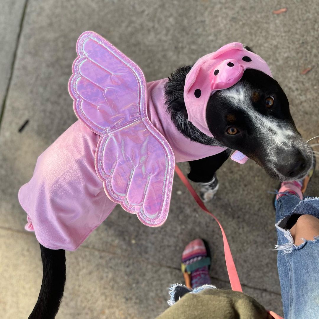 Edit: temp foster found! BUT Patrick is still looking for a forever home and available for adoption! Learn more through link in bio 🤍🤍🤍

Original post:
Temp Foster Needed!! Nov 25-30th for our boy Patrick!! Would do best in an adult only home. Has lived w other dogs & likes female dogs best. House and crate trained, wonderful leash walker. Anyone who is spending the holidays alone this year and looking for a friend to keep company email us at info@heartsforpawsrescue.com if you may be able to help! Food supplies provided — anywhere within Bay - Sac county area.