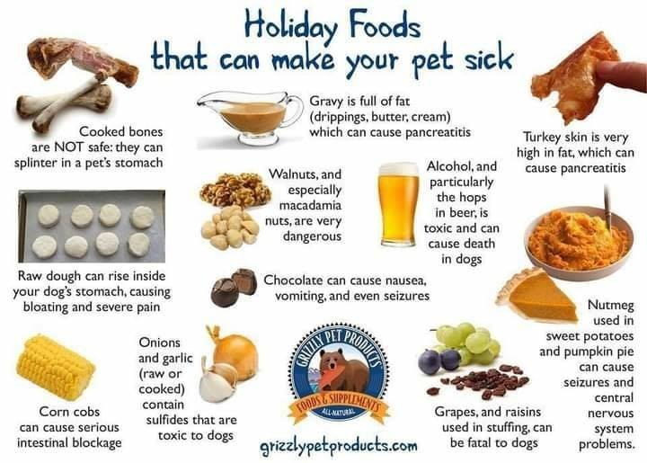 Tuesday's Tip of the Day... Dangerous Food for Dogs 
<a target='_blank' href='https://www.instagram.com/explore/tags/foodsnotforfido/'>#foodsnotforfido</a>, <a target='_blank' href='https://www.instagram.com/explore/tags/turkeytrotnotsfordogs/'>#turkeytrotnotsfordogs</a>