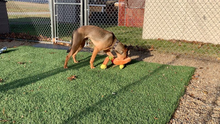 The donutz toy is every shelter dog’s favorite

@zippypaws <a target='_blank' href='https://www.instagram.com/explore/tags/donutz/'>#donutz</a>