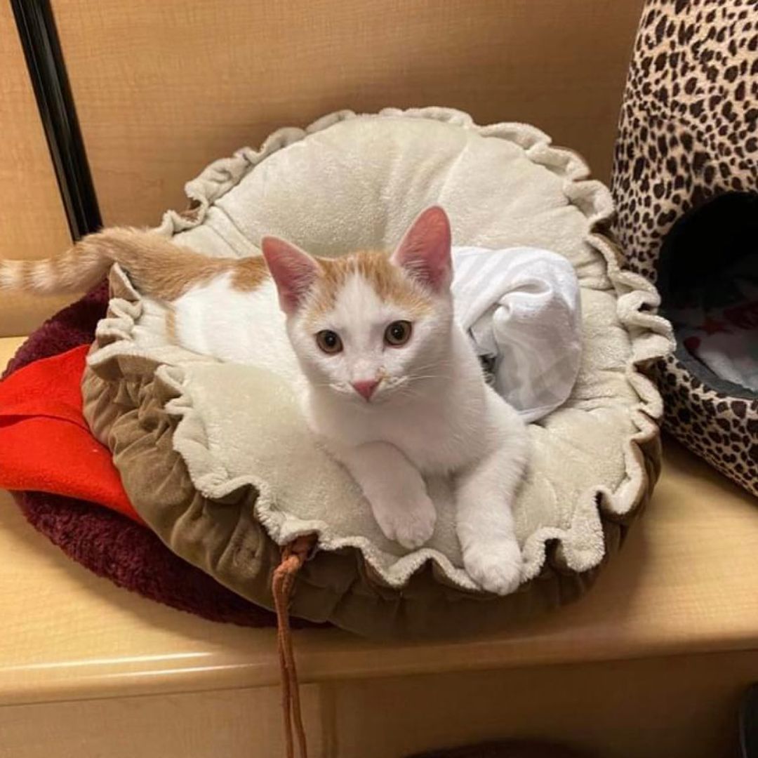 Mr. Sunshine was in rare form today at our adoption center.  He was determined to make sure no hidden goodies were inside the trash can. 😹
After lots of romping & playing, he likes to chill for a moment & recharge. 
If you are interested in adding this spunky fella into your home, you can complete an online application, which is on our website at: 
www.apa-pets.org.  Please be sure to complete all required fields, so it will successfully submit.  Upon approval, we will schedule a private one-on-one visit with you.
❤️🐾😻

<a target='_blank' href='https://www.instagram.com/explore/tags/adoptionsaveslives/'>#adoptionsaveslives</a> <a target='_blank' href='https://www.instagram.com/explore/tags/startastoryadopt/'>#startastoryadopt</a> <a target='_blank' href='https://www.instagram.com/explore/tags/adoptdontshop/'>#adoptdontshop</a> <a target='_blank' href='https://www.instagram.com/explore/tags/adoptables/'>#adoptables</a> <a target='_blank' href='https://www.instagram.com/explore/tags/adoptanadultcat/'>#adoptanadultcat</a> <a target='_blank' href='https://www.instagram.com/explore/tags/rescuecatsofig/'>#rescuecatsofig</a> <a target='_blank' href='https://www.instagram.com/explore/tags/rescuecat/'>#rescuecat</a> <a target='_blank' href='https://www.instagram.com/explore/tags/rescuecatsrock/'>#rescuecatsrock</a> <a target='_blank' href='https://www.instagram.com/explore/tags/rescuecats/'>#rescuecats</a> <a target='_blank' href='https://www.instagram.com/explore/tags/rescuecatsofinstagram/'>#rescuecatsofinstagram</a><a target='_blank' href='https://www.instagram.com/explore/tags/rescuecatsarethebest/'>#rescuecatsarethebest</a> <a target='_blank' href='https://www.instagram.com/explore/tags/rescuecatsrule/'>#rescuecatsrule</a> <a target='_blank' href='https://www.instagram.com/explore/tags/sheltercatsofinstagram/'>#sheltercatsofinstagram</a> <a target='_blank' href='https://www.instagram.com/explore/tags/sheltercatsrule/'>#sheltercatsrule</a> <a target='_blank' href='https://www.instagram.com/explore/tags/sheltercatsrock/'>#sheltercatsrock</a> <a target='_blank' href='https://www.instagram.com/explore/tags/sheltercats/'>#sheltercats</a> <a target='_blank' href='https://www.instagram.com/explore/tags/sheltercatsarethebest/'>#sheltercatsarethebest</a> <a target='_blank' href='https://www.instagram.com/explore/tags/jeffersonvilleindiana/'>#jeffersonvilleindiana</a> <a target='_blank' href='https://www.instagram.com/explore/tags/jeffersonville/'>#jeffersonville</a> <a target='_blank' href='https://www.instagram.com/explore/tags/southernindiana/'>#southernindiana</a>