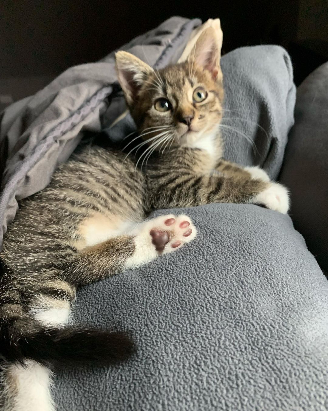 Sprinkles is a *little* obsessed with her foster brothers tail.  Swipe ➡️ to see the madness. 

Toy or tail?  You decide.  We already know Sprinkles made her decision. 

This cutie is looking for her forever home, preferably with fluffy tails.