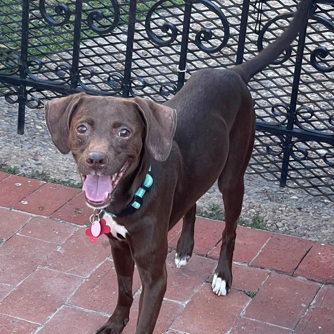 This smile is priceless ❤️ Meet Ranelle! 

Ranelle is a gorgeous, chocolate possibly Beagle and Pointer mix. She is approximately 3 years old.  She loves to play with her foster sibling and would do best in a house with another dog.  We have been working on potty training the last few weeks and she does pretty good as long as she is taken out regularly. She would do best in a house with no children. She is such a sweet girl who is patiently waiting for her permanent home.

Apply to adopt Ranelle at savinghoperescue.org/adopt