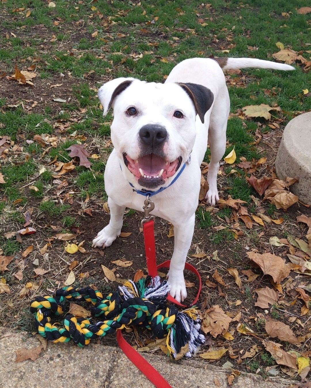 Meet Cruz, the official AWLA Tug of War Champion! It's his favorite game, but he really just loves any and all toys. 3-year-old Cruz is looking for a new best friend who will love playing with him just as much! 

Schedule an appointment to meet this playful pup at AlexandriaAnimals.org/Adopt-By-Appointment or with the link in our bio.

<a target='_blank' href='https://www.instagram.com/explore/tags/alexanimals/'>#alexanimals</a> <a target='_blank' href='https://www.instagram.com/explore/tags/adoptcruz/'>#adoptcruz</a> <a target='_blank' href='https://www.instagram.com/explore/tags/dogsofinstagram/'>#dogsofinstagram</a> <a target='_blank' href='https://www.instagram.com/explore/tags/tugofwar/'>#tugofwar</a>