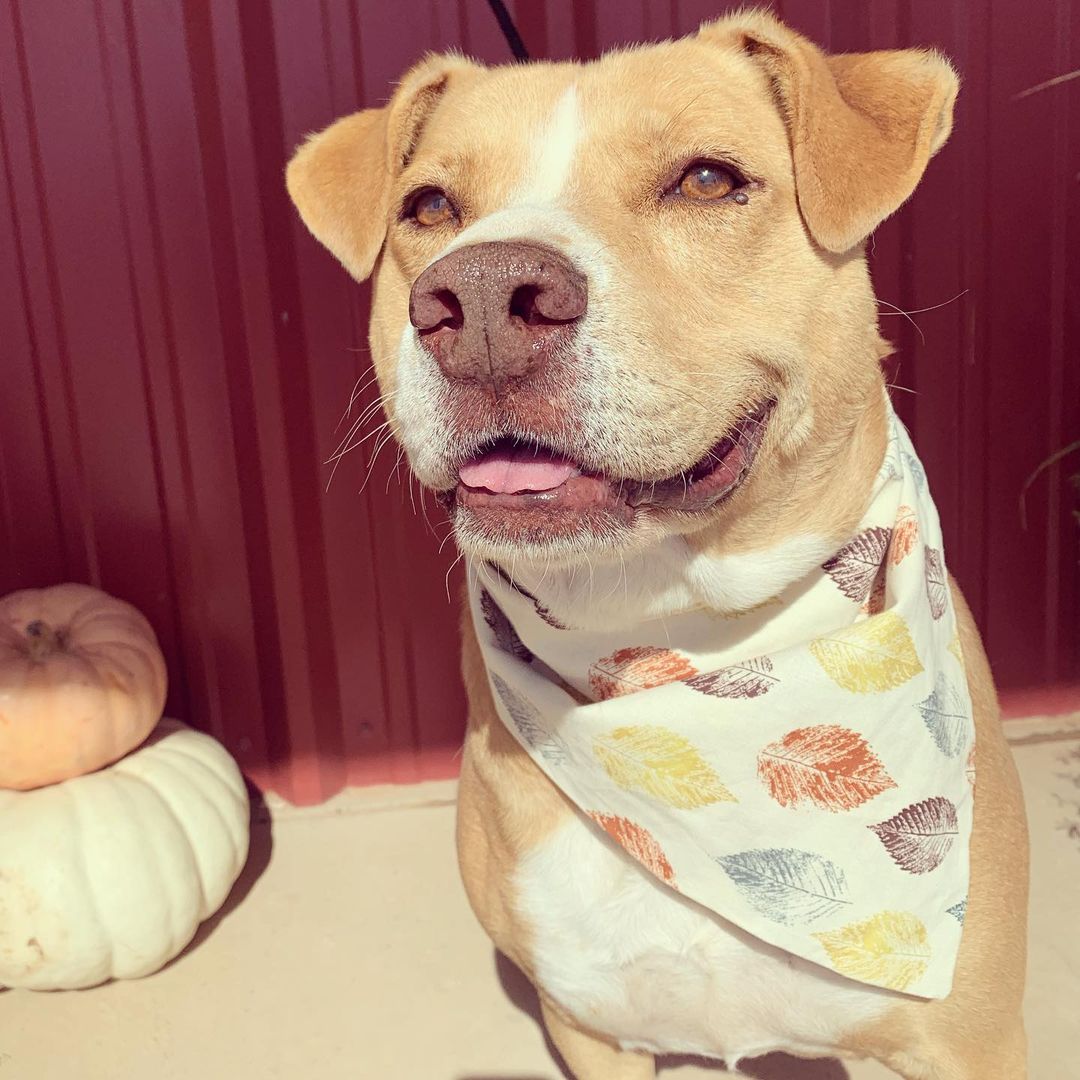 Three variations of a blep 👅😛 from Chucky. He’s the cutest guy. You can read more about him at the link in our bio. Message us if you’re interested in meeting him. <a target='_blank' href='https://www.instagram.com/explore/tags/lubbock/'>#lubbock</a> <a target='_blank' href='https://www.instagram.com/explore/tags/dogsoflubbock/'>#dogsoflubbock</a> <a target='_blank' href='https://www.instagram.com/explore/tags/redraiders/'>#redraiders</a> <a target='_blank' href='https://www.instagram.com/explore/tags/ttu/'>#ttu</a> <a target='_blank' href='https://www.instagram.com/explore/tags/texastech/'>#texastech</a> <a target='_blank' href='https://www.instagram.com/explore/tags/westtexasdogs/'>#westtexasdogs</a>