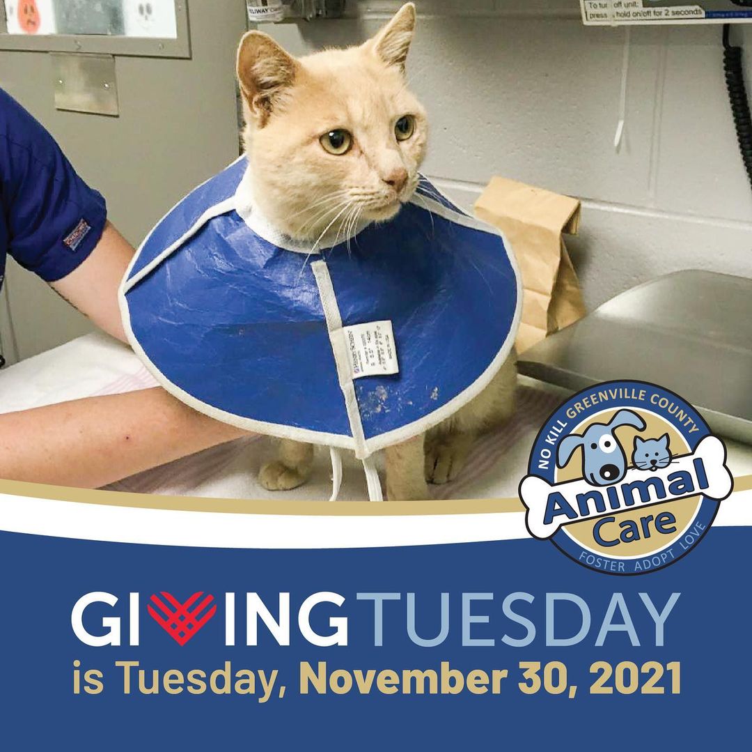 ⁠Save the date for November 30th for our Giving Tuesday fundraiser! This year, the best gift you can give is helping the animals who need us the most. We depend on generous donations from supporters like YOU to be able to provide the animals in our community the veterinary care they desperately need.⁠
⁠
Malachi here is just one of the animals YOU helped us save in 2021 - because of YOUR donations! This sweet boy was able to undergo an FHO, or femoral head ostectomy just last week. This procedure helped to restore pain-free mobility to Malachi's severely damaged hip. The average cost of an FHO surgery is $1000 - and our adoption fees at Animal Care don’t even come close to covering the cost. That’s why giving to our second chance fund this Giving Tuesday will help us provide the expensive medical care these animals need to live healthy, pain free lives! ⁠
⁠
Since his surgery, Malachi has been recuperating wonderfully with his awesome foster family and we are happy to share he will be able to live out his life happy & healthy with restored mobility in his affected leg!⁠
⁠
It's because you give, that we are able to help the animals that need us the most. Please share & consider donating this Giving Tuesday, 11/30! Swipe to learn more on how to donate.⁠