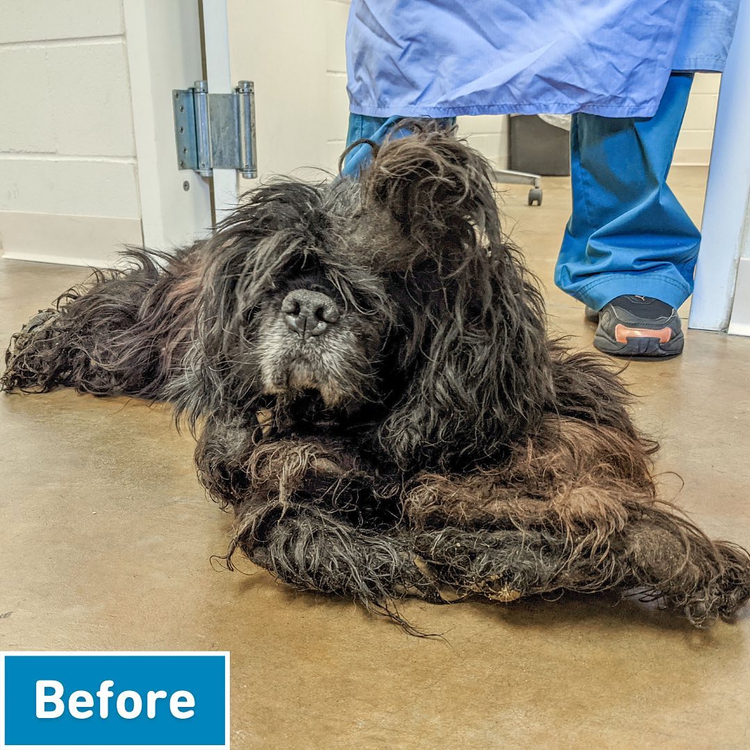 Our biggest match of the year ends tomorrow! ❤️🐶 Your gift will be TRIPLED for animals like Gianni.

When Gianni arrived at Animal Humane Society, she barely resembled a dog. The Cocker Spaniel was covered in thick, snarled mats that carried a foul odor.

As our veterinary team groomed her, they made a horrific discovery. Gianni's left front leg was completely immobile, stuck to her torso by matted fur. She would need weeks of physical therapy to be able to walk again. Gianni remained in our care for nearly a month, healing from multiple ear and eye infections and rebuilding the muscle in her leg that had been left to waste away.

Through it all, her spirit remained unbreakable. She greeted everyone with a wagging tail, waiting for the day she could become someone’s beloved pet. And just three hours after she was ready for adoption, Gianna got her wish. She was placed on hold by a family that could give her the unconditional love she deserved.

Because of supporters like you, we can be there for vulnerable animals like Gianni and provide them with the urgent care they need for a better life.

Through tomorrow only, your gift will be TRIPLED up to $50,000 in honor of National Animal Shelter Week!

Can Gianni and the other animals in our care count on you? Give today using the Donate button in our profile.

<a target='_blank' href='https://www.instagram.com/explore/tags/ShelterWeek/'>#ShelterWeek</a>