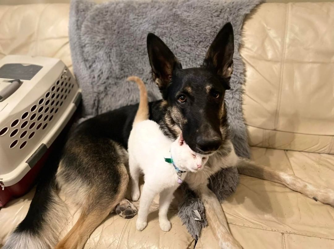 John loving on our big ol’ Toggo the Doggo
😺❤️🐶
 <a target='_blank' href='https://www.instagram.com/explore/tags/bffs/'>#bffs</a> <a target='_blank' href='https://www.instagram.com/explore/tags/dogfriendly/'>#dogfriendly</a> <a target='_blank' href='https://www.instagram.com/explore/tags/availableforadoption/'>#availableforadoption</a> <a target='_blank' href='https://www.instagram.com/explore/tags/adoptdontshop/'>#adoptdontshop</a>🐾