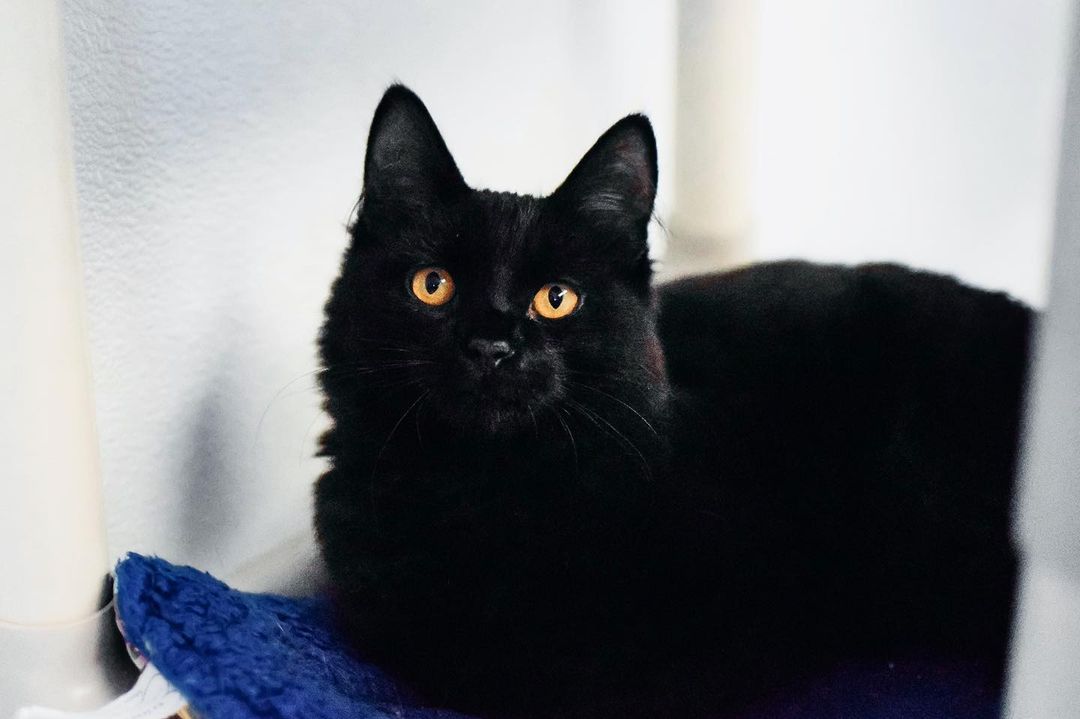 Our sweet friend Spider is looking for a home! Spider is around six months old and so loving! He does well with other kitties too!❤️🐾 <a target='_blank' href='https://www.instagram.com/explore/tags/adoptacat/'>#adoptacat</a> <a target='_blank' href='https://www.instagram.com/explore/tags/adoption/'>#adoption</a> <a target='_blank' href='https://www.instagram.com/explore/tags/adoptpurelove/'>#adoptpurelove</a> <a target='_blank' href='https://www.instagram.com/explore/tags/catsofinstagram/'>#catsofinstagram</a> <a target='_blank' href='https://www.instagram.com/explore/tags/catstagram/'>#catstagram</a>