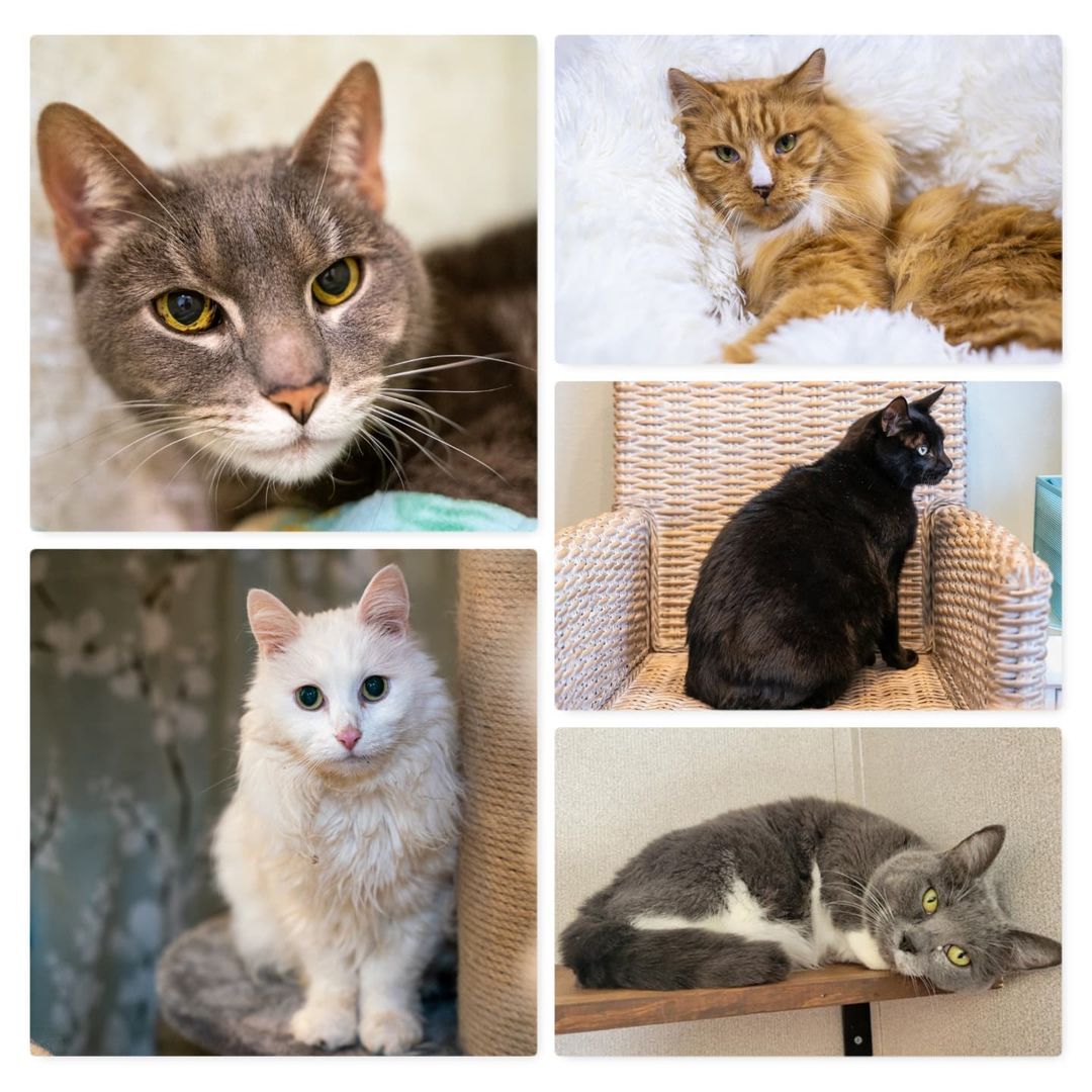 November is Adopt a Senior Pet month, although (of course) at The Whole Cat and Kaboodle, we celebrate seniors all the time!  Here are some of our favorite seniors whom we had the pleasure of adopting out in 2021 so far. ⁣
⁣
Did you adopt a senior kitty from us? We love updates! ⁣
⁣
<a target='_blank' href='https://www.instagram.com/explore/tags/PNWcat/'>#PNWcat</a> <a target='_blank' href='https://www.instagram.com/explore/tags/adoptdontshop/'>#adoptdontshop</a> <a target='_blank' href='https://www.instagram.com/explore/tags/catsofinstagram/'>#catsofinstagram</a> <a target='_blank' href='https://www.instagram.com/explore/tags/catsofig/'>#catsofig</a> <a target='_blank' href='https://www.instagram.com/explore/tags/instacat/'>#instacat</a> <a target='_blank' href='https://www.instagram.com/explore/tags/seattlecatsofinstagram/'>#seattlecatsofinstagram</a> <a target='_blank' href='https://www.instagram.com/explore/tags/redmondcatsofinstagram/'>#redmondcatsofinstagram</a> <a target='_blank' href='https://www.instagram.com/explore/tags/gato/'>#gato</a> <a target='_blank' href='https://www.instagram.com/explore/tags/neko/'>#neko</a> <a target='_blank' href='https://www.instagram.com/explore/tags/chat/'>#chat</a> <a target='_blank' href='https://www.instagram.com/explore/tags/kedi/'>#kedi</a> <a target='_blank' href='https://www.instagram.com/explore/tags/cat/'>#cat</a> <a target='_blank' href='https://www.instagram.com/explore/tags/rescuedismyfavoritebreed/'>#rescuedismyfavoritebreed</a> <a target='_blank' href='https://www.instagram.com/explore/tags/instacats/'>#instacats</a> <a target='_blank' href='https://www.instagram.com/explore/tags/meow/'>#meow</a> <a target='_blank' href='https://www.instagram.com/explore/tags/kitty/'>#kitty</a> <a target='_blank' href='https://www.instagram.com/explore/tags/kittycat/'>#kittycat</a> <a target='_blank' href='https://www.instagram.com/explore/tags/instapet/'>#instapet</a> <a target='_blank' href='https://www.instagram.com/explore/tags/instakitty/'>#instakitty</a> <a target='_blank' href='https://www.instagram.com/explore/tags/cutecat/'>#cutecat</a> <a target='_blank' href='https://www.instagram.com/explore/tags/cutecats/'>#cutecats</a> <a target='_blank' href='https://www.instagram.com/explore/tags/cats/'>#cats</a> <a target='_blank' href='https://www.instagram.com/explore/tags/catstagram/'>#catstagram</a>  <a target='_blank' href='https://www.instagram.com/explore/tags/supportsmallbusiness/'>#supportsmallbusiness</a> <a target='_blank' href='https://www.instagram.com/explore/tags/smallbusiness/'>#smallbusiness</a> <a target='_blank' href='https://www.instagram.com/explore/tags/catcafe/'>#catcafe</a> <a target='_blank' href='https://www.instagram.com/explore/tags/seniorpetmonth/'>#seniorpetmonth</a> <a target='_blank' href='https://www.instagram.com/explore/tags/seniorcat/'>#seniorcat</a> <a target='_blank' href='https://www.instagram.com/explore/tags/seniorcats/'>#seniorcats</a> <a target='_blank' href='https://www.instagram.com/explore/tags/adoptaseniorpetmonth/'>#adoptaseniorpetmonth</a>