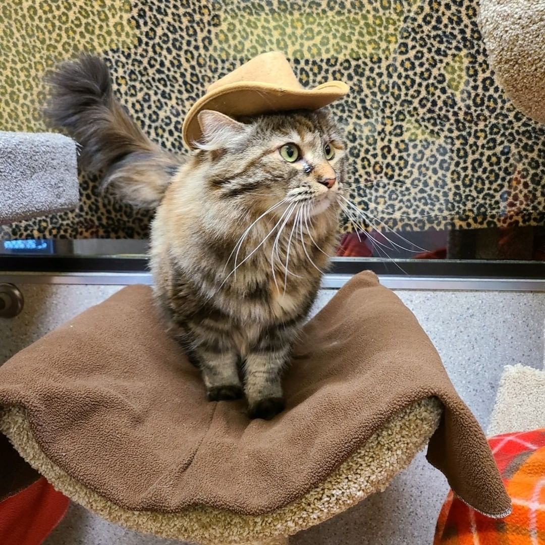 Meowdy purtner! 🤠😸

Some of our shelter cats have that <a target='_blank' href='https://www.instagram.com/explore/tags/FridayFeeling/'>#FridayFeeling</a>! Enjoy some cats in hats!