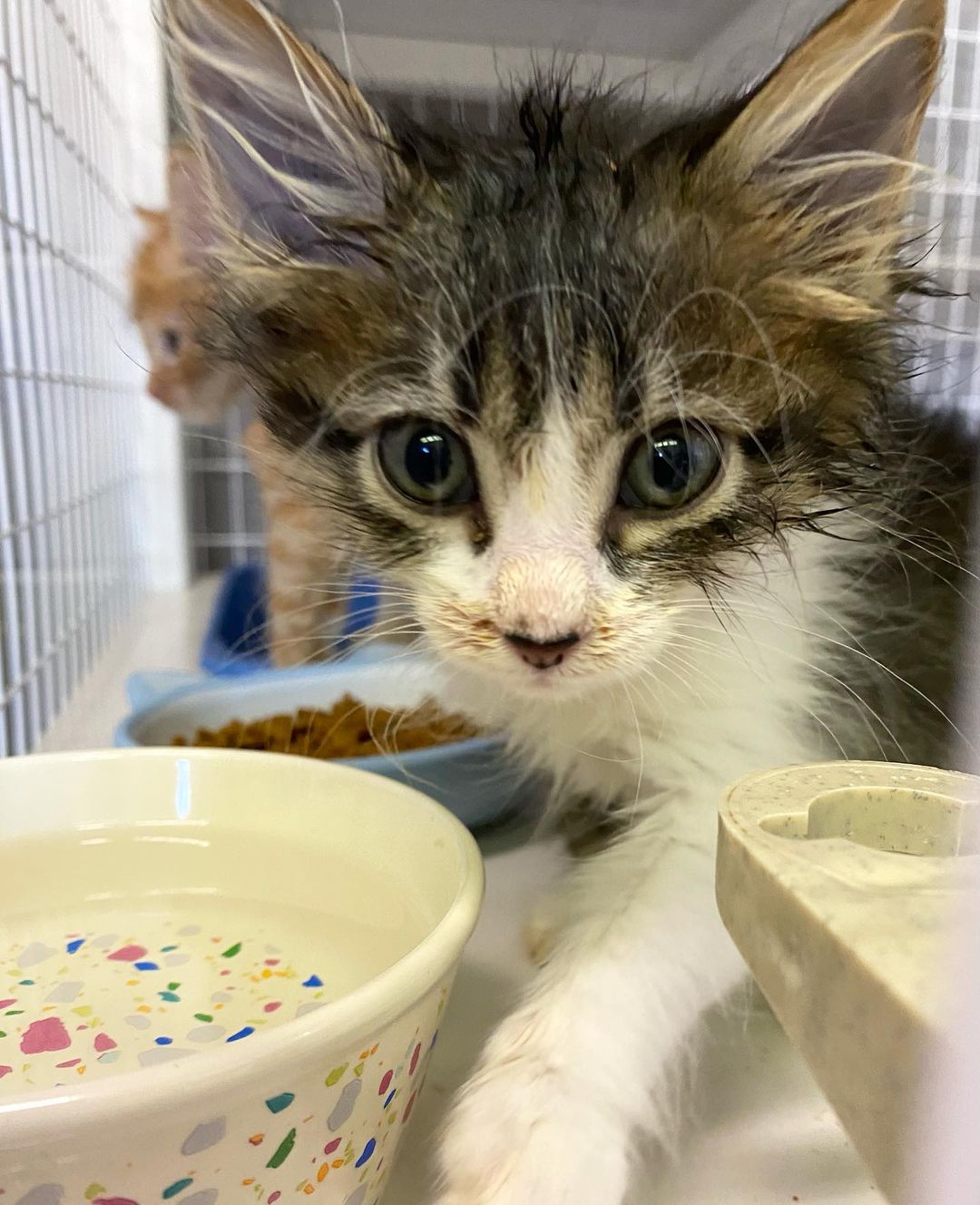 Oh hey, it’s me, Nougat. Just hanging with my siblings and begging for attention. Staff say i’m pretty cute 🥰 
<a target='_blank' href='https://www.instagram.com/explore/tags/boonehumanesociety/'>#boonehumanesociety</a> <a target='_blank' href='https://www.instagram.com/explore/tags/kittensofinstagram/'>#kittensofinstagram</a> <a target='_blank' href='https://www.instagram.com/explore/tags/kittens/'>#kittens</a> <a target='_blank' href='https://www.instagram.com/explore/tags/tinybutmighty/'>#tinybutmighty</a>