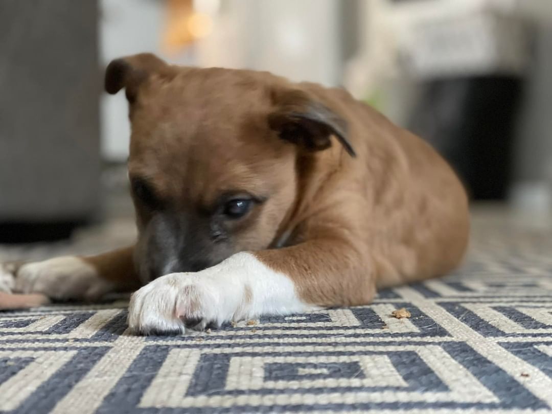 My name is Puddin. I am a three month old female mix pup that loves to play! My foster family lets me have tons of playtime with kids of all ages. I like other dogs but have not been introduced to cats yet (foster does not have cats). I know the command to sit and come. I am working on walking on a leash. I have a bad eye and I can’t see out of it but it does not hurt or slow me down. I am working on potty training and still have a few mistakes but getting better everyday. I love to cuddle up on your lap and follow you around everywhere you go. Be sure to visit our website to complete your application for pre-approval. https://michelesrescue.com/ 
.
.
<a target='_blank' href='https://www.instagram.com/explore/tags/michelesrescue/'>#michelesrescue</a> <a target='_blank' href='https://www.instagram.com/explore/tags/michelesrescuepawz/'>#michelesrescuepawz</a> <a target='_blank' href='https://www.instagram.com/explore/tags/michelesrescueonfacebook/'>#michelesrescueonfacebook</a> <a target='_blank' href='https://www.instagram.com/explore/tags/michelesrescueoninstgram/'>#michelesrescueoninstgram</a> <a target='_blank' href='https://www.instagram.com/explore/tags/michelesrescueoffacebook/'>#michelesrescueoffacebook</a> <a target='_blank' href='https://www.instagram.com/explore/tags/michelesrescueofinstgram/'>#michelesrescueofinstgram</a> <a target='_blank' href='https://www.instagram.com/explore/tags/beahero/'>#beahero</a> <a target='_blank' href='https://www.instagram.com/explore/tags/spayandneuter/'>#spayandneuter</a> <a target='_blank' href='https://www.instagram.com/explore/tags/pinkpawz/'>#pinkpawz</a> <a target='_blank' href='https://www.instagram.com/explore/tags/blackpawz/'>#blackpawz</a> <a target='_blank' href='https://www.instagram.com/explore/tags/whitepawz/'>#whitepawz</a> <a target='_blank' href='https://www.instagram.com/explore/tags/adoptdontshop/'>#adoptdontshop</a>