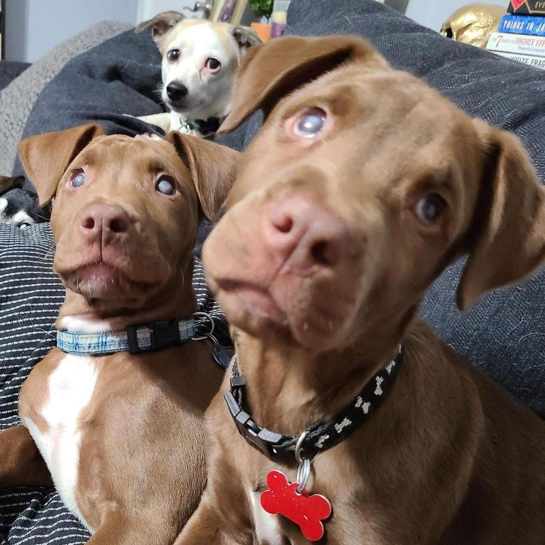 You’re not seeing double - these two darlings are just double the cuteness! Adoptable EGGS BENEDICT (R) and STRATA (L) are 3-month-old brothers and part of the Brunch litter. They're both visually impaired, but they don't let that stop them from living their best lives. It only took them a few days to get the lay of the land in their foster home, including how to use the doggie door to get in and out of the backyard. They're extremely snuggly, very playful, and impossibly sweet! ❤️❤️ They'll be on the larger side (60-80 lbs) and do not need to be adopted together. Apply to meet one or both of them at jrspupsnstuff.org
DS 270089 <a target='_blank' href='https://www.instagram.com/explore/tags/jrsdogsofinstagram/'>#jrsdogsofinstagram</a> <a target='_blank' href='https://www.instagram.com/explore/tags/rescuedogsofinstagram/'>#rescuedogsofinstagram</a> <a target='_blank' href='https://www.instagram.com/explore/tags/jrspups/'>#jrspups</a> <a target='_blank' href='https://www.instagram.com/explore/tags/jrspupsnstuff/'>#jrspupsnstuff</a> <a target='_blank' href='https://www.instagram.com/explore/tags/rescuedog/'>#rescuedog</a> <a target='_blank' href='https://www.instagram.com/explore/tags/rescue/'>#rescue</a> <a target='_blank' href='https://www.instagram.com/explore/tags/foster/'>#foster</a> <a target='_blank' href='https://www.instagram.com/explore/tags/adopt/'>#adopt</a> <a target='_blank' href='https://www.instagram.com/explore/tags/fosterdog/'>#fosterdog</a> <a target='_blank' href='https://www.instagram.com/explore/tags/fosteringsaveslives/'>#fosteringsaveslives</a> <a target='_blank' href='https://www.instagram.com/explore/tags/adoptdontshop/'>#adoptdontshop</a>