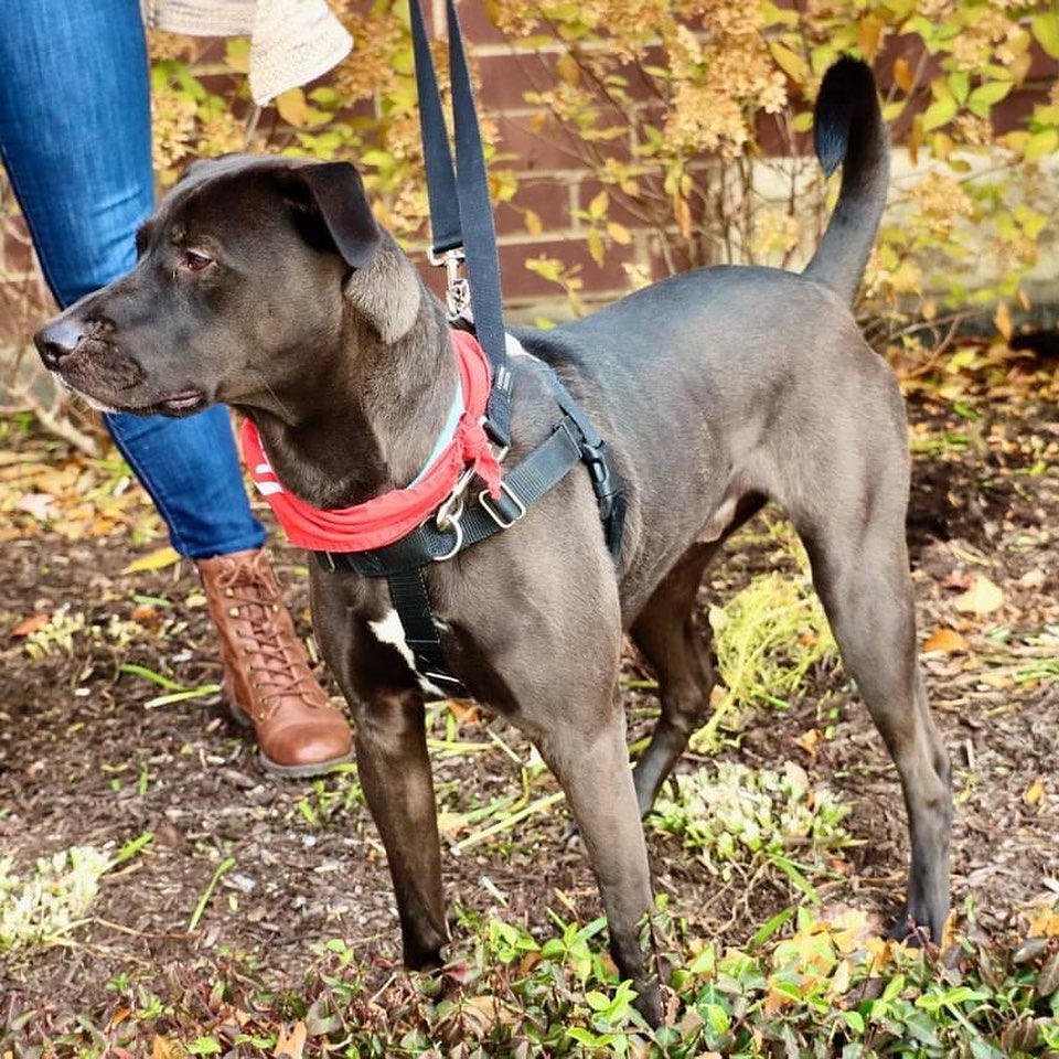 Smart, sleek, shy, and snuggly. Meet Oller. 

At two years old, Oller knows his manners. This well-behaved boy is housebroken (will nose the door to signal he needs to go), fine in his crate (though he does need a yummy treat to be coaxed in), and knows multiple commands (sit, leave it, no, walk, outside). He is still working on not pulling on walks when he sees small animals.

Oller is shy when first meeting people, especially men, but with time is sure to warm up and show his cuddly and goofy side. Once he is comfortable and knows he can trust you, Oller will happily accept belly rubs and ear scratches, and he may try to squeeze his 55-pound self into your lap.

Like a huge percentage of the human population currently, Oller has some anxieties. However, given his anxiety meds on a daily basis, he transforms into a happy, sweet boy nudging you for pets and cuddles. This playful boy loves to play fetch and tug-o-war, gets along with the resident dog in his foster home, and shows interest in meeting other dogs. If he isn’t given his medication, he is prone to resource guarding with valuable items, such as bones and toys.

Oller has so much love to give. All he needs is a patient family willing to give him the time and space he needs to warm up. If you think that Oller is right for you, fill out an application for this handsome boy today!