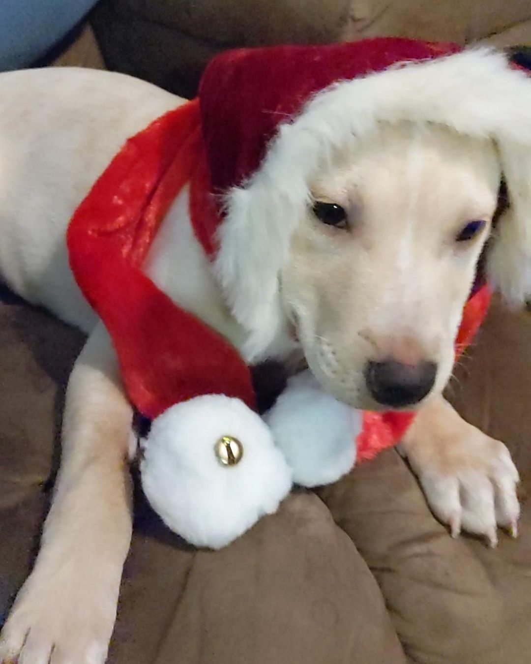 Butters is having a great time getting ready to deliver presents for Christmas 🤣🥰

💕
Get your applications in!
https://www.causendogrescue.org/adoption-application.html 
🐾
💕
🐾
We only do meet and greets for approved applications.

Adoption fee is $250.

All dogs will be Up-to-date on Shots, worming, Spayed/Neutered and Microchipped.  We will also do random, periodic vet checks to ensure all dogs adopted from us continue to have the best care.  We will check for any follow up visits needed and that they are on a monthly Heartworm Prevention.

If you rent or own a home, we prefer you to have a fenced in yard. 

Apartment living is also ok but prefer a fenced in area if close to the road.
All adults in the home will need to know they are getting a dog and will need to sign the adoption agreement.
We do not adopt to college students with multiple roommates. 
Military will need to provide a backup plan.
We require all pets in the home to be spay and/or neutered. Because too many dogs are being killed, due to there not being enough homes per dog in need. Only the lucky ones end up here.