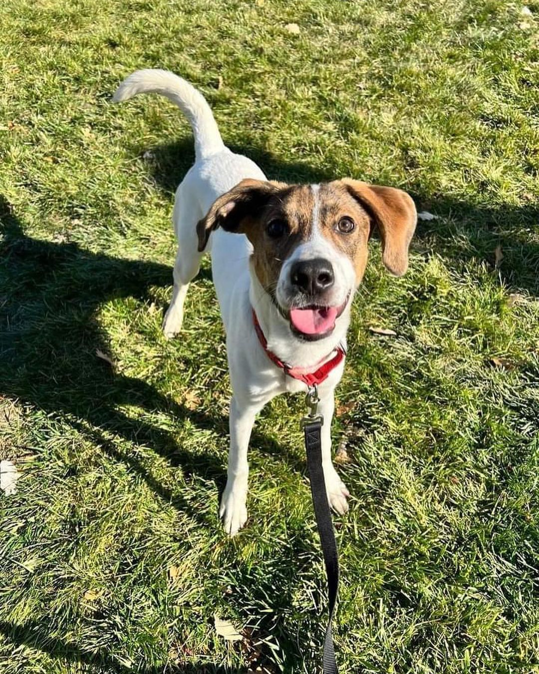 It’s a perfect day to visit our Zona Rosa Adoption Center. 

Our volunteers have been working hard on taking some the great pets on walks through the Zona Rosa shopping center. 

If you see one of our amazing volunteers, give them a high five for spending their Sunday afternoon helping our shelter pets!

📸 Lola, Spirit, Van Gogh, and Bruno Mars