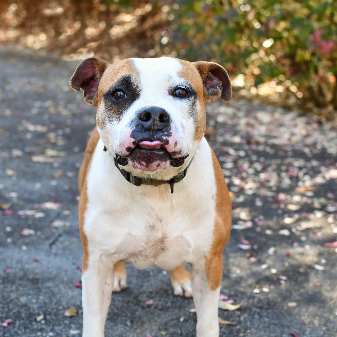 If you're looking to add a smile to your holidays, Alfonzo P has got ya covered! 🐶

Alfonzo is one of the lucky homeless dogs that were transported by a rescue group in Puerto Rico to Furkids in February, and he’s been waiting to find his permanent home ever since! He is a jolly bulldog-mix who enjoys being out in the play yard at Furkids, going on walks, and taking naps—so if you’re looking for a best friend to cozy up next to as the days get shorter and colder, he’s your guy! Alfonzo P would do best as an only dog in an adult-only home/ home with older kids. Adopt him today and save this smiley pup’s life!🐾 (Link in bio for adoption info)