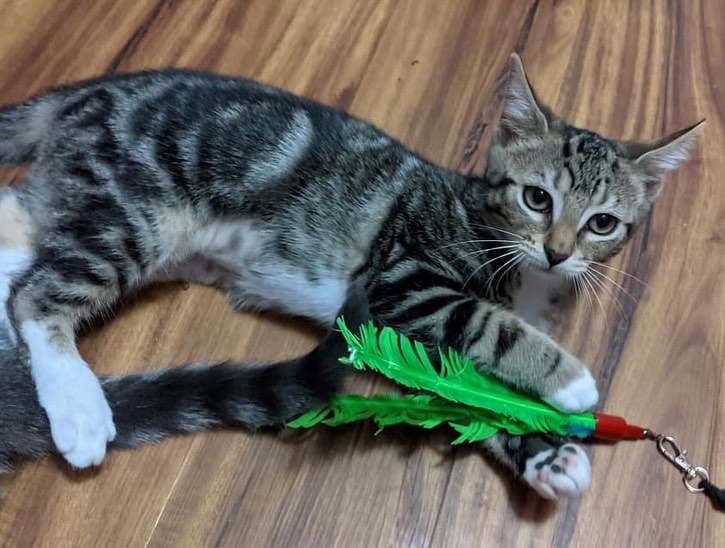 PURR PARTNERS ADOPTATHON:  Kittens and cats are at Petsmart this weekend again looking for their forever homes. 🏠🐈
Visit them on Sat 10a-12noon and Sun 1-3p when volunteers are available to assist you. Purr Partners kitty are at the Capital Crossings and Six Forks Station Petsmarts in Raleigh and at the Wake Forest Petsmart.
Be sure you have submitted your application to adopt so that you are ready when you are chosen by that special kitty. 😽

More kitties will be joining us at Petsmart Sat and more on Sun. See the following posts.