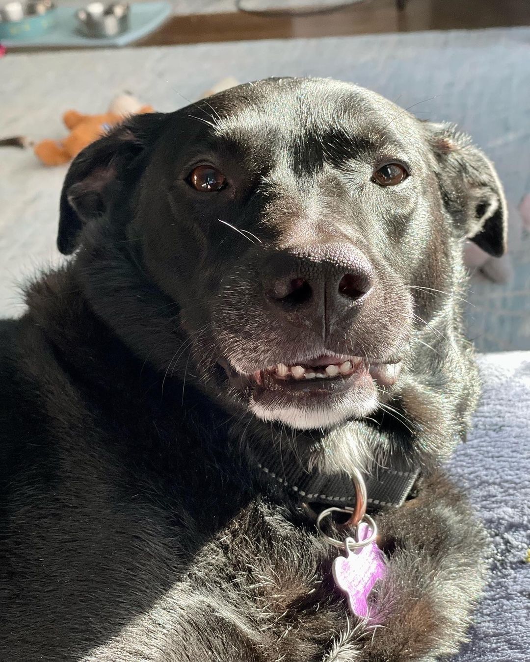 Smiiiiile if you want to be in your forever home in time for the holidays! ❤️ Rena is the sweetest gal who has come so far in foster care. When she first arrived she was pretty shut down, but these days she’s a social butterfly. She is doing well meeting new friends and loves going to our foster playgroup where she gets to hangout with other dog pals! Checkout her bio at onetail.org and apply to meet this silky soft cutie!