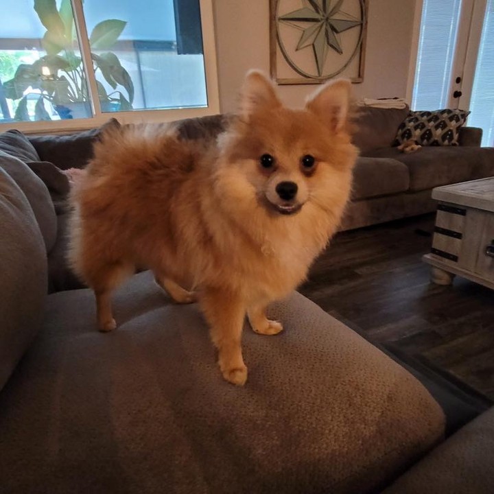 Here is Easton! He is a 5 month old male Pomeranian and all of 7 lbs. Easton is darling. He is good with other dogs and still all puppy so needs some basic training. He’s way too cute for sure. We require a local adoption and to complete an application if you are interested.

The Farm Dog Rescue
Palm City FL

No calls please we will update when adopted

Application-

https://thefarmdogrescue.com/farm/adopt-application/