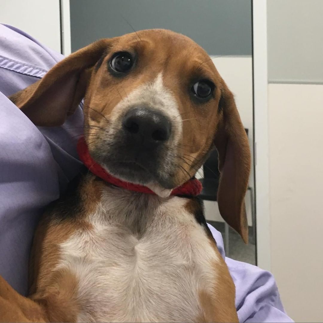 These precious pups and kittens are ready to make a new friend at the North Shore New Friend adoption event tomorrow! Take a sneak peek here and visit our website to learn more!
📍 PAWS Chicago North Shore Adoption Center
1616 Deerfield Road, Highland Park, IL
⌚️ Saturday, November 20 from 12-3pm
🐶🐱: Cheryl, Sakura, Hathaway, Sailor, Charlene, Samuel, Chickpea, Santiago, Hancock, Hammond