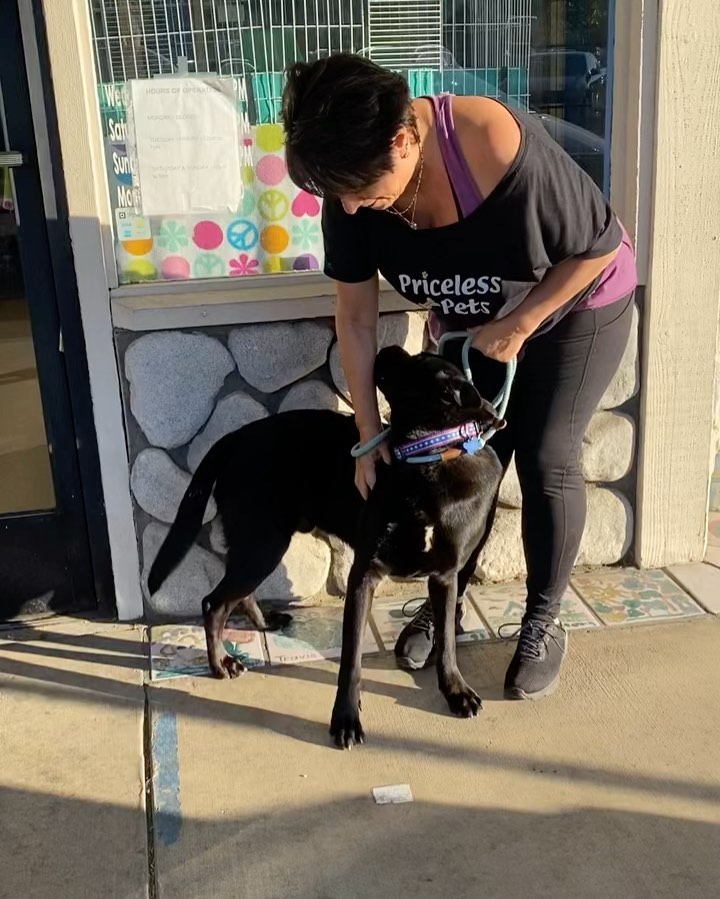 Meet Murray, formerly Midnight! We are so excited for you to meet him. He was rescued from the Inland Valley Humane Society ( @ivhsspca ) today and we are thrilled to have him. He is such a good boy, friendly, rambunctious and would love to find a forever home to call his own! He is a shepherd blend, and is about 2 years old. We just love his ears! 

✔️Donate: pricelesspetrescue.org/donate/
✔️Venmo: @pricelesspetrescue
✔️PayPal: priceless.pets@yahoo.com
✔️Wishlist: shorturl.at/tBCKS
____________________________________________________
<a target='_blank' href='https://www.instagram.com/explore/tags/pricelesspetrescue/'>#pricelesspetrescue</a> <a target='_blank' href='https://www.instagram.com/explore/tags/pricelesspets/'>#pricelesspets</a> <a target='_blank' href='https://www.instagram.com/explore/tags/adopt/'>#adopt</a> <a target='_blank' href='https://www.instagram.com/explore/tags/rescue/'>#rescue</a> <a target='_blank' href='https://www.instagram.com/explore/tags/costamesa/'>#costamesa</a> <a target='_blank' href='https://www.instagram.com/explore/tags/claremont/'>#claremont</a> <a target='_blank' href='https://www.instagram.com/explore/tags/chinohills/'>#chinohills</a> <a target='_blank' href='https://www.instagram.com/explore/tags/inlandempire/'>#inlandempire</a> <a target='_blank' href='https://www.instagram.com/explore/tags/orangecounty/'>#orangecounty</a> <a target='_blank' href='https://www.instagram.com/explore/tags/lacounty/'>#lacounty</a> <a target='_blank' href='https://www.instagram.com/explore/tags/dogsrock/'>#dogsrock</a> <a target='_blank' href='https://www.instagram.com/explore/tags/dogsinneed/'>#dogsinneed</a> <a target='_blank' href='https://www.instagram.com/explore/tags/adoptme/'>#adoptme</a> <a target='_blank' href='https://www.instagram.com/explore/tags/petsofinstagram/'>#petsofinstagram</a> <a target='_blank' href='https://www.instagram.com/explore/tags/dogsofinstagram/'>#dogsofinstagram</a> <a target='_blank' href='https://www.instagram.com/explore/tags/dogstagram/'>#dogstagram</a> <a target='_blank' href='https://www.instagram.com/explore/tags/catsofinstagram/'>#catsofinstagram</a> <a target='_blank' href='https://www.instagram.com/explore/tags/catsinneed/'>#catsinneed</a> <a target='_blank' href='https://www.instagram.com/explore/tags/catsrock/'>#catsrock</a> <a target='_blank' href='https://www.instagram.com/explore/tags/catstagram/'>#catstagram</a> <a target='_blank' href='https://www.instagram.com/explore/tags/rabbitstagram/'>#rabbitstagram</a> <a target='_blank' href='https://www.instagram.com/explore/tags/rabbitsofinstagram/'>#rabbitsofinstagram</a> <a target='_blank' href='https://www.instagram.com/explore/tags/rabbitsofig/'>#rabbitsofig</a> <a target='_blank' href='https://www.instagram.com/explore/tags/rescuebunnies/'>#rescuebunnies</a> <a target='_blank' href='https://www.instagram.com/explore/tags/savingbunbybun/'>#savingbunbybun</a> <a target='_blank' href='https://www.instagram.com/explore/tags/savingonebyone/'>#savingonebyone</a> <a target='_blank' href='https://www.instagram.com/explore/tags/untiltherearenone/'>#untiltherearenone</a> <a target='_blank' href='https://www.instagram.com/explore/tags/petrescue/'>#petrescue</a> <a target='_blank' href='https://www.instagram.com/explore/tags/nokillshelter/'>#nokillshelter</a> <a target='_blank' href='https://www.instagram.com/explore/tags/nonprofit/'>#nonprofit</a>