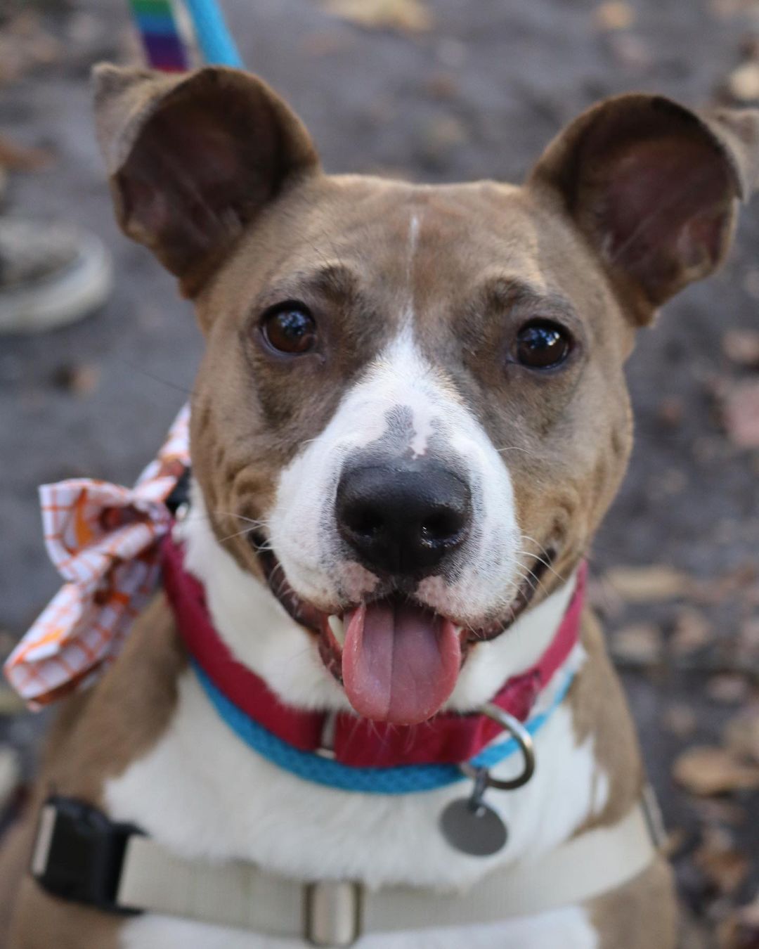 Girlie’s been with Pet Helpers for 208 days, but this week, we’d love to give her something to be thankful for 🦃🥰

This sweet 3 year old pup, along with all shelter pets aged 1 year and older, will be available for a fraction of the regular adoption fee this Saturday from 12-6 for our “Home for the Holidays” Adoption Event and Pet Supply Sale. 

We will be pulling out adoption specials as high as 40% off from Santa Paws’ hat, selling brand new collars, leashes, and harnesses, as well as hosting a silent auction to help provide for the costs of sheltering longterm pets like Girlie 🎅

Meet more adoptables at pethelpers.org and be sure to mark your calendars for our Home for the Holidays Adoption Event and Sale this coming Saturday from 12-6 🐾

.
.
.
.
.
.
<a target='_blank' href='https://www.instagram.com/explore/tags/petphotography/'>#petphotography</a> <a target='_blank' href='https://www.instagram.com/explore/tags/dogportrait/'>#dogportrait</a> <a target='_blank' href='https://www.instagram.com/explore/tags/dogportraits/'>#dogportraits</a> <a target='_blank' href='https://www.instagram.com/explore/tags/petportrait/'>#petportrait</a> <a target='_blank' href='https://www.instagram.com/explore/tags/petsofinstagram/'>#petsofinstagram</a> <a target='_blank' href='https://www.instagram.com/explore/tags/dogsofinstagram/'>#dogsofinstagram</a> <a target='_blank' href='https://www.instagram.com/explore/tags/charleston/'>#charleston</a> <a target='_blank' href='https://www.instagram.com/explore/tags/lowcountry/'>#lowcountry</a> <a target='_blank' href='https://www.instagram.com/explore/tags/lowcountryliving/'>#lowcountryliving</a> <a target='_blank' href='https://www.instagram.com/explore/tags/fall/'>#fall</a> <a target='_blank' href='https://www.instagram.com/explore/tags/thanksgiving/'>#thanksgiving</a> <a target='_blank' href='https://www.instagram.com/explore/tags/thanksgiving2021/'>#thanksgiving2021</a> <a target='_blank' href='https://www.instagram.com/explore/tags/smallbusinesssaturday/'>#smallbusinesssaturday</a> <a target='_blank' href='https://www.instagram.com/explore/tags/blackfriday/'>#blackfriday</a> <a target='_blank' href='https://www.instagram.com/explore/tags/shelter/'>#shelter</a> <a target='_blank' href='https://www.instagram.com/explore/tags/shelterdog/'>#shelterdog</a> <a target='_blank' href='https://www.instagram.com/explore/tags/thankful/'>#thankful</a> <a target='_blank' href='https://www.instagram.com/explore/tags/rescue/'>#rescue</a> <a target='_blank' href='https://www.instagram.com/explore/tags/rescuedog/'>#rescuedog</a> <a target='_blank' href='https://www.instagram.com/explore/tags/shelterdogsofinstagram/'>#shelterdogsofinstagram</a> <a target='_blank' href='https://www.instagram.com/explore/tags/rescuedismyfavoritebreed/'>#rescuedismyfavoritebreed</a> <a target='_blank' href='https://www.instagram.com/explore/tags/rescuedogsofinstagram/'>#rescuedogsofinstagram</a> <a target='_blank' href='https://www.instagram.com/explore/tags/adopt/'>#adopt</a> <a target='_blank' href='https://www.instagram.com/explore/tags/adoptme/'>#adoptme</a> <a target='_blank' href='https://www.instagram.com/explore/tags/adoptdontshop/'>#adoptdontshop</a> <a target='_blank' href='https://www.instagram.com/explore/tags/muttsofinstagram/'>#muttsofinstagram</a> <a target='_blank' href='https://www.instagram.com/explore/tags/mutt/'>#mutt</a> <a target='_blank' href='https://www.instagram.com/explore/tags/girlie/'>#girlie</a> <a target='_blank' href='https://www.instagram.com/explore/tags/southcarolina/'>#southcarolina</a> <a target='_blank' href='https://www.instagram.com/explore/tags/sc/'>#sc</a>
