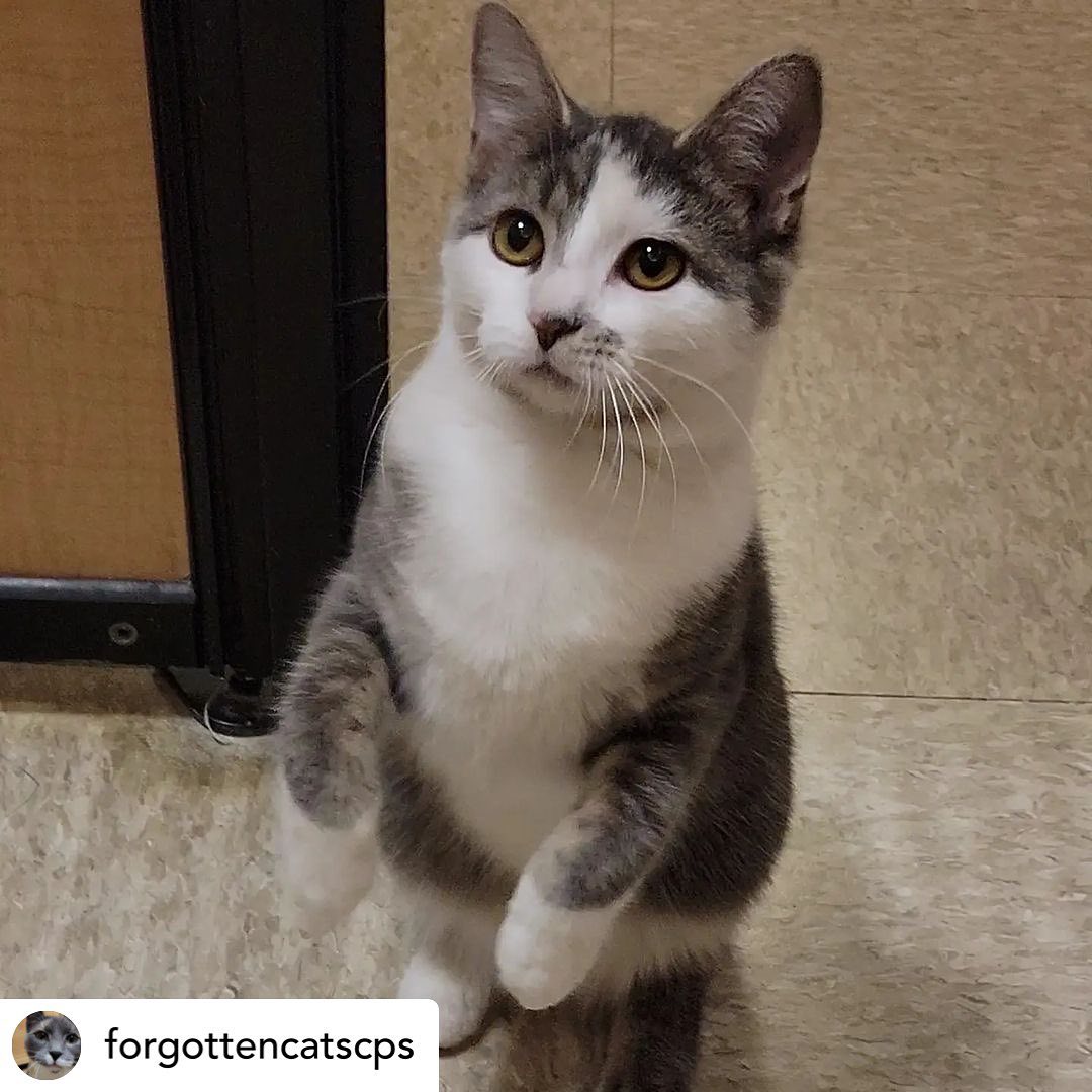 Wow!! Look at this gorgeous girl who just arrived at the Christiana PetSmart 😻💗😻💗 We’re in love with you SLINKY!!!

Apply online using link in bio or in person at Christiana Petsmart 💙<a target='_blank' href='https://www.instagram.com/explore/tags/forgottencatschristiana/'>#forgottencatschristiana</a> <a target='_blank' href='https://www.instagram.com/explore/tags/forgottencats/'>#forgottencats</a> <a target='_blank' href='https://www.instagram.com/explore/tags/catsofinstagram/'>#catsofinstagram</a>