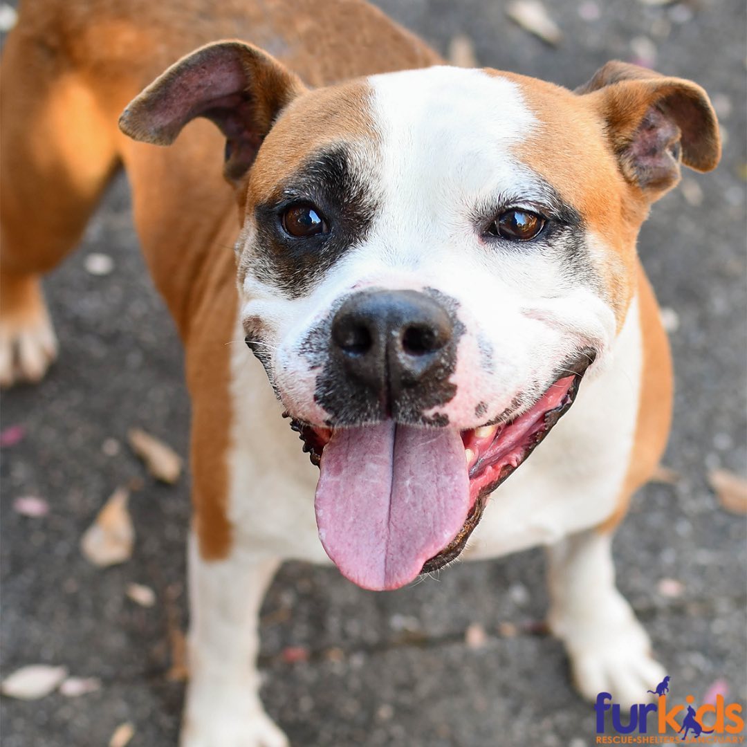 If you're looking to add a smile to your holidays, Alfonzo P has got ya covered! 🐶

Alfonzo is one of the lucky homeless dogs that were transported by a rescue group in Puerto Rico to Furkids in February, and he’s been waiting to find his permanent home ever since! He is a jolly bulldog-mix who enjoys being out in the play yard at Furkids, going on walks, and taking naps—so if you’re looking for a best friend to cozy up next to as the days get shorter and colder, he’s your guy! Alfonzo P would do best as an only dog in an adult-only home/ home with older kids. Adopt him today and save this smiley pup’s life!🐾 (Link in bio for adoption info)