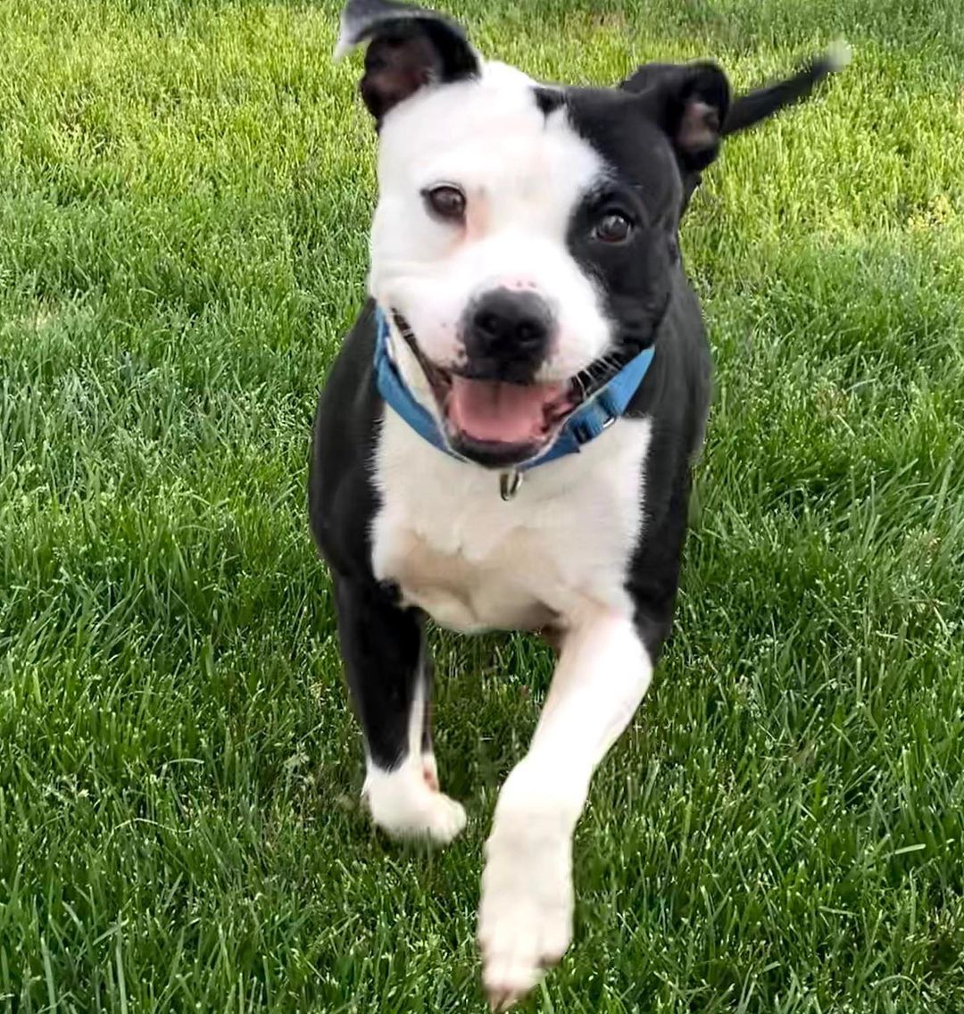 I • N E E D • A • H O M E ⬇️

Shasta is a 40-pound pit mix that enjoys the simple things in life — taking naps wrapped in a blanket, eating peanut butter, and playing with a ball in the backyard. 

This sweet girl is both house and crate trained, and knows her basic commands (sit, down, stay, paw). She loves training in her foster home and would like a forever family to help her keep learning. 

Shasta likes meeting new human friends (including older kids) but is looking for a home where she is the only animal.

Interested? Please fill out a <a target='_blank' href='https://www.instagram.com/explore/tags/foster/'>#foster</a> or <a target='_blank' href='https://www.instagram.com/explore/tags/adoption/'>#adoption</a> application at www.DetroitDogRescue.com 

<a target='_blank' href='https://www.instagram.com/explore/tags/Rehome/'>#Rehome</a> <a target='_blank' href='https://www.instagram.com/explore/tags/DetroitDogs/'>#DetroitDogs</a> <a target='_blank' href='https://www.instagram.com/explore/tags/DDR/'>#DDR</a> <a target='_blank' href='https://www.instagram.com/explore/tags/DetroitDogRescue/'>#DetroitDogRescue</a> <a target='_blank' href='https://www.instagram.com/explore/tags/CityOfDetroit/'>#CityOfDetroit</a> <a target='_blank' href='https://www.instagram.com/explore/tags/Pitbull/'>#Pitbull</a> <a target='_blank' href='https://www.instagram.com/explore/tags/TennisBall/'>#TennisBall</a> <a target='_blank' href='https://www.instagram.com/explore/tags/GoodDog/'>#GoodDog</a>