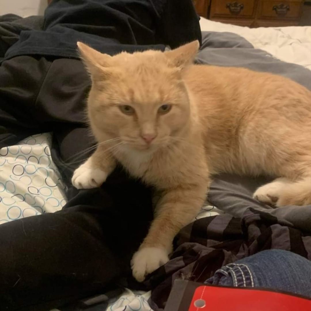 ** FOUND CAT in Caledonia **

If someone is missing this cat in Caledonia, please contact Kristyna at 507-202-1603 or email kristynajensen@gmail.com. He is VERY friendly, especially with the kids of the house.