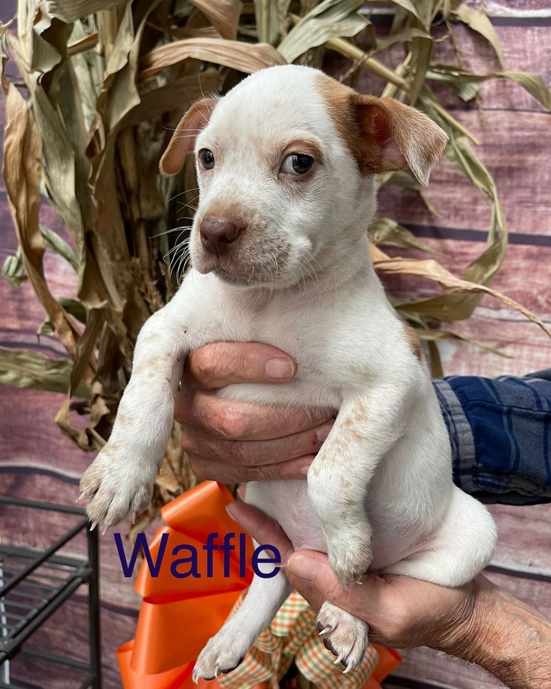 You know whats good no matter what time of day it is? BREAKFAST!

Who doesn’t like breakfast?! Well if you don’t like breakfast how about puppies named after breakfast food? These little pointer mixes are ready to find their forever homes! Waffles, Grits, Bacon and Muffin are 8 weeks old. They will be ready to go home in a week or so.

If you are interested in adopting or viewing our available dogs, please visit crossyourpaws.com. 

<a target='_blank' href='https://www.instagram.com/explore/tags/cyprescue/'>#cyprescue</a> <a target='_blank' href='https://www.instagram.com/explore/tags/crossyourpaws/'>#crossyourpaws</a> <a target='_blank' href='https://www.instagram.com/explore/tags/crossyourpawsrescue/'>#crossyourpawsrescue</a> <a target='_blank' href='https://www.instagram.com/explore/tags/rescue/'>#rescue</a>  <a target='_blank' href='https://www.instagram.com/explore/tags/muttsofinstagram/'>#muttsofinstagram</a> <a target='_blank' href='https://www.instagram.com/explore/tags/dogsofinstagram/'>#dogsofinstagram</a> <a target='_blank' href='https://www.instagram.com/explore/tags/dogsofinsta/'>#dogsofinsta</a> <a target='_blank' href='https://www.instagram.com/explore/tags/instadog/'>#instadog</a> <a target='_blank' href='https://www.instagram.com/explore/tags/instagramdogs/'>#instagramdogs</a> <a target='_blank' href='https://www.instagram.com/explore/tags/rescuedogsofinstagram/'>#rescuedogsofinstagram</a> <a target='_blank' href='https://www.instagram.com/explore/tags/adoptdontshop/'>#adoptdontshop</a> <a target='_blank' href='https://www.instagram.com/explore/tags/dogsofpittsburgh/'>#dogsofpittsburgh</a> <a target='_blank' href='https://www.instagram.com/explore/tags/pittsburghdogs/'>#pittsburghdogs</a> <a target='_blank' href='https://www.instagram.com/explore/tags/rescuedog/'>#rescuedog</a> <a target='_blank' href='https://www.instagram.com/explore/tags/spayandneuter/'>#spayandneuter</a> <a target='_blank' href='https://www.instagram.com/explore/tags/fosteringsaveslives/'>#fosteringsaveslives</a> <a target='_blank' href='https://www.instagram.com/explore/tags/rescuedismyfavoritebreed/'>#rescuedismyfavoritebreed</a> <a target='_blank' href='https://www.instagram.com/explore/tags/breakfast/'>#breakfast</a> <a target='_blank' href='https://www.instagram.com/explore/tags/breakfastofchampions/'>#breakfastofchampions</a> <a target='_blank' href='https://www.instagram.com/explore/tags/baconmakeseverythingbetter/'>#baconmakeseverythingbetter</a> <a target='_blank' href='https://www.instagram.com/explore/tags/waffles/'>#waffles</a> <a target='_blank' href='https://www.instagram.com/explore/tags/bacon/'>#bacon</a> <a target='_blank' href='https://www.instagram.com/explore/tags/grits/'>#grits</a> <a target='_blank' href='https://www.instagram.com/explore/tags/muffin/'>#muffin</a> <a target='_blank' href='https://www.instagram.com/explore/tags/breakfastclub/'>#breakfastclub</a> <a target='_blank' href='https://www.instagram.com/explore/tags/puppiesofinstagram/'>#puppiesofinstagram</a> <a target='_blank' href='https://www.instagram.com/explore/tags/puppiesofinsta/'>#puppiesofinsta</a> <a target='_blank' href='https://www.instagram.com/explore/tags/puppiesofig/'>#puppiesofig</a> <a target='_blank' href='https://www.instagram.com/explore/tags/puppies/'>#puppies</a>