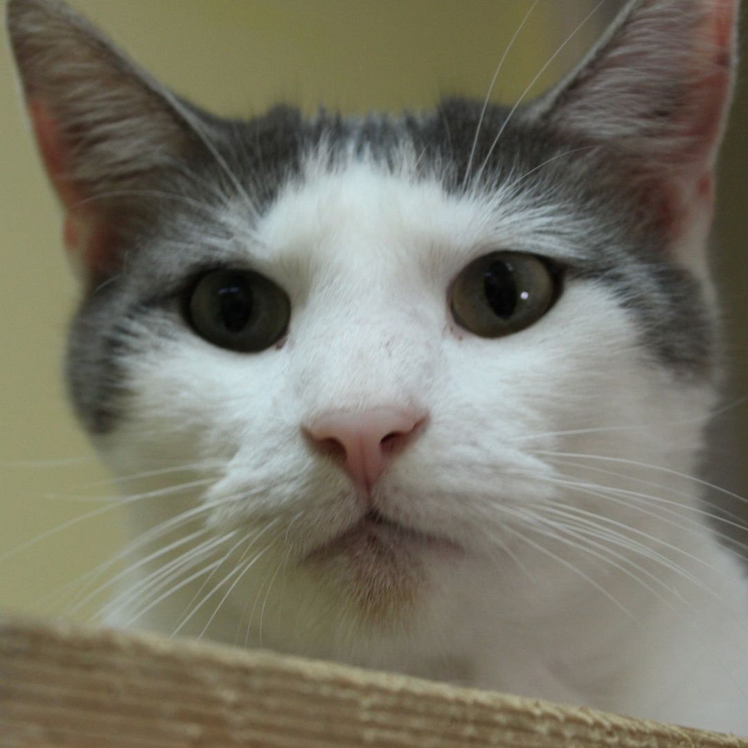 🐾Cat of the day!🐾
This is Jeffery! He is a sweet attention bug! It was hard to get a good picture of him because he just wanted to rub on the camera!

💥Save the Date!💥
Students at Iowa BIG are planning an adoption event on Sunday, November 28th from 12-4, there will be a bake sale, drinks, and a raffle for some awesome baskets!