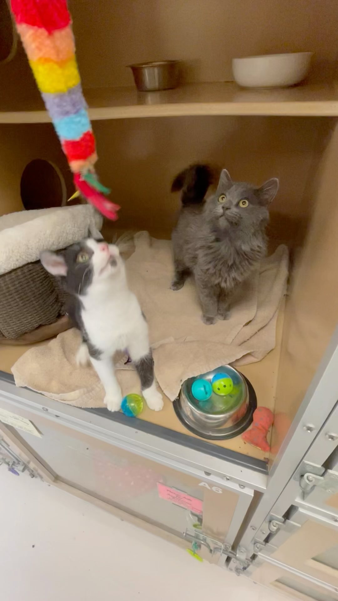 Play time for Phoenix and Penguin. These two cuties are ready for their forever homes. ❤️😺