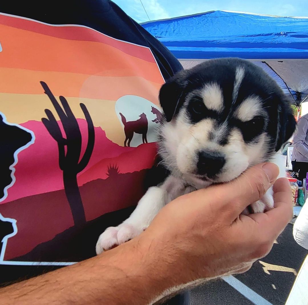 We had such a great time on the first day of @thedayofthedog Scottsdale yesterday! We are here again today and would love to see you!! Come meet Liara (formerly Caroline), Steele (saved from the e-list this week!!!), Moe, Nala, Monty and Nixmo!