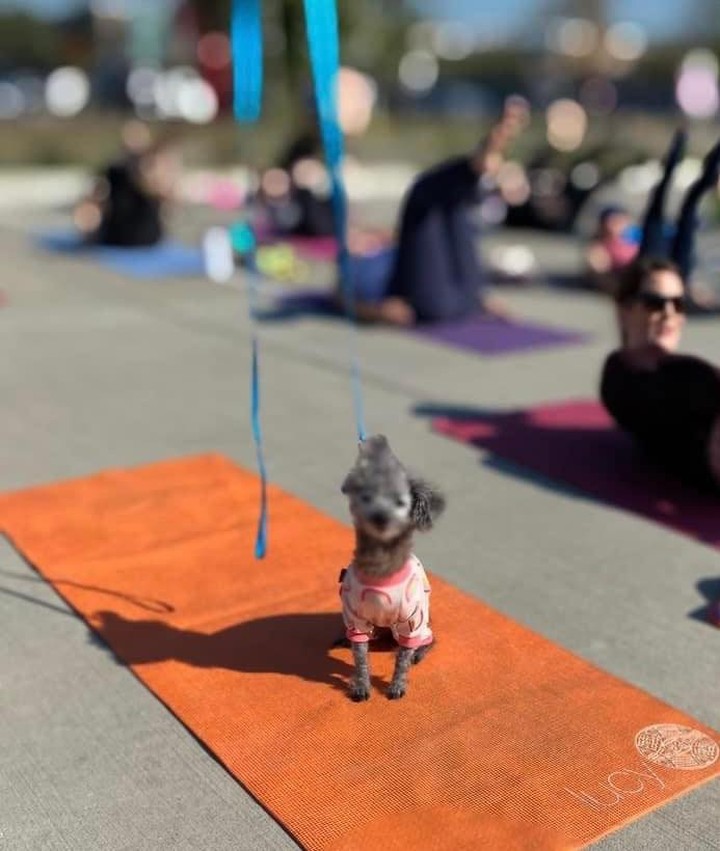 Our little angel Gigi had a 💖big💖 day last Saturday! 

✅ First adoption event with @citizenpilates
✅ Celebratory snacks at @texmexgarage afterward 

If you remember, Gigi came back to us in ROUGH shape after being adopted in 2018. 😥😥 Slowly but surely, she’s healing inside and out, and we will start screening applicants for her forever home soon. 

Don’t you just love this tiny girl’s spirit?!?

<a target='_blank' href='https://www.instagram.com/explore/tags/nevergiveup/'>#nevergiveup</a> <a target='_blank' href='https://www.instagram.com/explore/tags/fighter/'>#fighter</a> <a target='_blank' href='https://www.instagram.com/explore/tags/mondaymotivation/'>#mondaymotivation</a> <a target='_blank' href='https://www.instagram.com/explore/tags/seniordog/'>#seniordog</a> <a target='_blank' href='https://www.instagram.com/explore/tags/toypoodle/'>#toypoodle</a> <a target='_blank' href='https://www.instagram.com/explore/tags/quesoislife/'>#quesoislife</a> <a target='_blank' href='https://www.instagram.com/explore/tags/pilates/'>#pilates</a>
