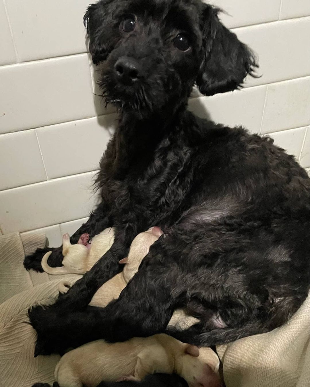 Java and coffee litter update: Pups are all doing well and Java is a great mom, keeping her puppies warm and making sure they have enough to eat (we want to mention that we did check to be sure that the puppy closest to the top of the photo could breathe and was not trapped under her mom, and she was perfectly good 🙂). We never shared Java's face since she was tired after delivering her 5 babies and wanted to clean them, but here she is! The pups have been growing and suckling well and we hope they will continue to grow well and have no issues developing into strong, happy puppies. We also can't wait to see what else they may be mixed with, as the father is unknown. *Java and puppies are not available for adoption*
<a target='_blank' href='https://www.instagram.com/explore/tags/poochmatch/'>#poochmatch</a>