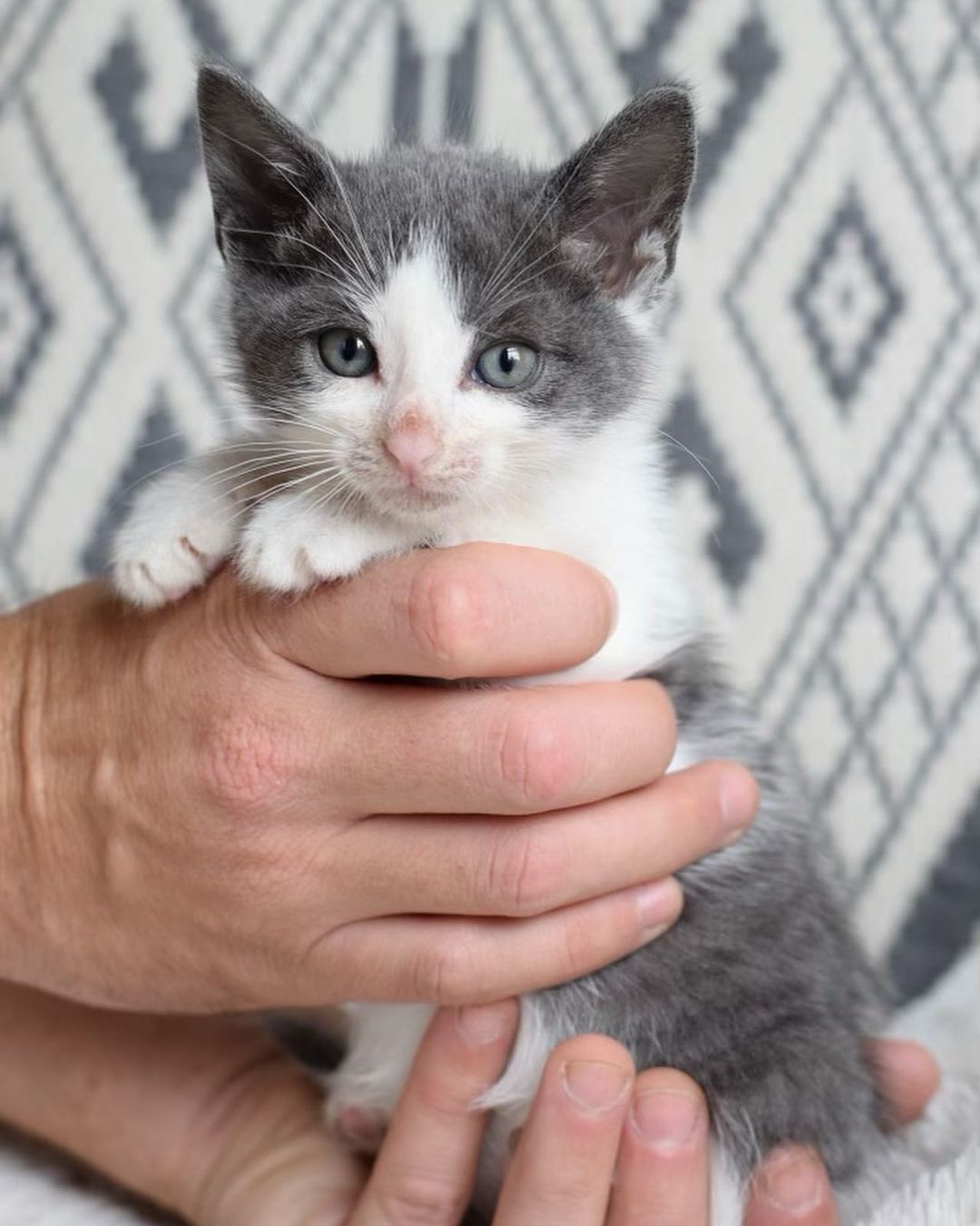 August and Betty 🤍

Our last two siblings to complete our trio! They have made quite the transformation since they arrived Just a few weeks ago. 

Your donations help make this work possible. Kittens require multiple vet visits, multiple deworming, vaccines, lots of food, lots of litter and supplies, toys, surgery — and the list goes on!! 

⬇️⬇️⬇️
You can help us out by donating:
•PayPal: kittensandbarbellsnyc@gmail.com (friends and family option) 
•VENMO: kittensandbarbells_ 
•Sending a @chewy gift card to us at kittensandbarbellsnyc@gmail.com ⬅️