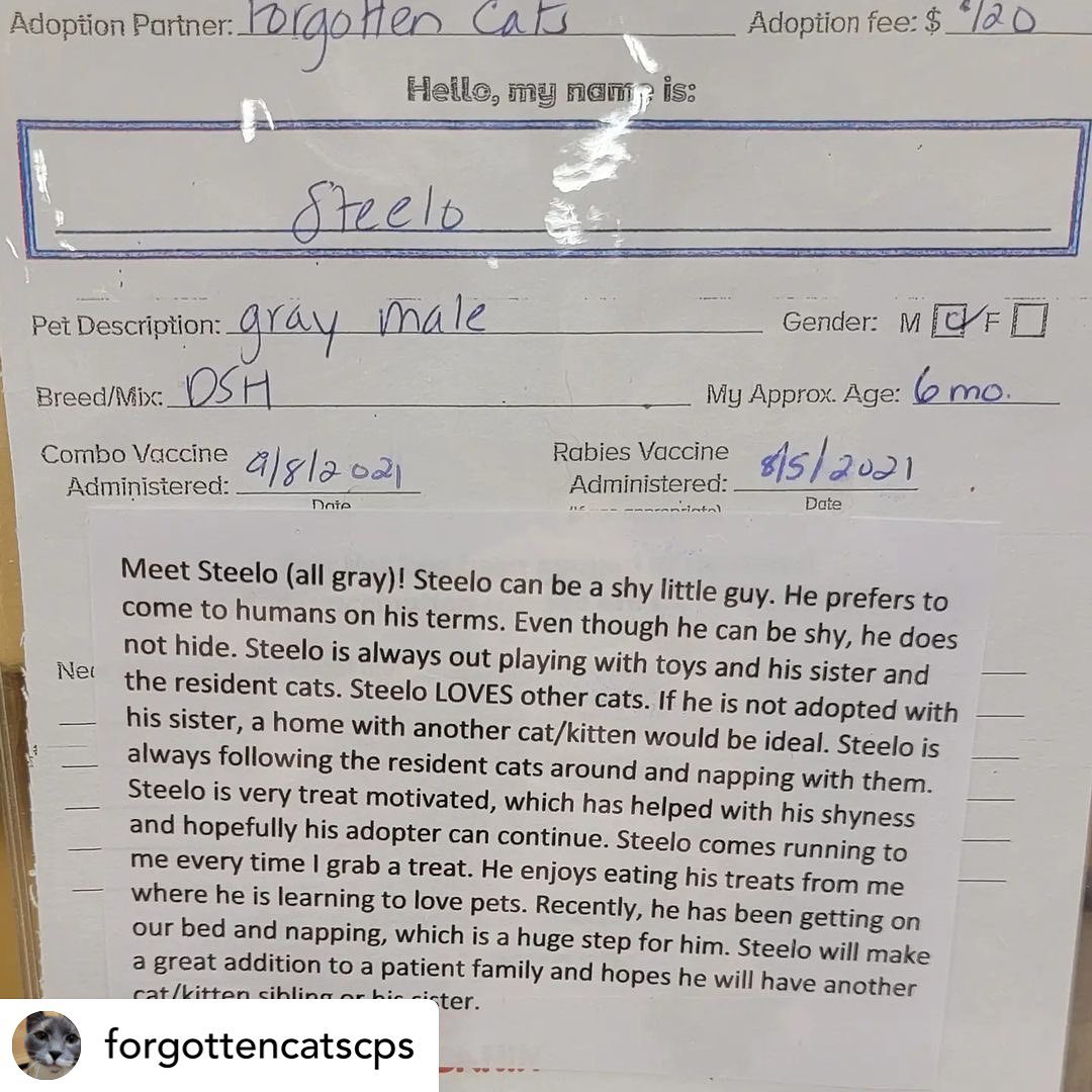 What a handsome stud!that just arrived at the Christiana PetSmart💙💙@forgottencatscps 

Adopt handsome STEELO! Apply online using link in bio or in person at Christiana Petsmart. 🐈‍⬛💙🐈‍⬛💙<a target='_blank' href='https://www.instagram.com/explore/tags/forgottencatschristiana/'>#forgottencatschristiana</a> <a target='_blank' href='https://www.instagram.com/explore/tags/forgottencats/'>#forgottencats</a> <a target='_blank' href='https://www.instagram.com/explore/tags/catsofinstagram/'>#catsofinstagram</a>