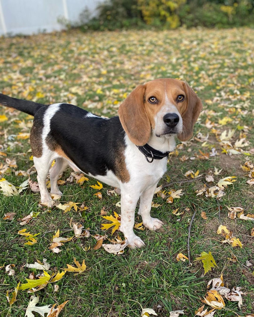 Adopt Copper!!🍂

Copper is a 2-year-old, 26 pound Beagle.  Copper is considered special needs. He requires daily medication. He would do best in a household where someone can keep him in a routine!

Copper plays and behaves like a playful puppy.   He is very affectionate and friendly to everyone he meets. 

Copper is  crate trained and does well on leash.  

It  is required that Copper go to a home with a fenced in grassy yard! He loves being able to run around and play ball. 

If you are interested in adopting Copper please fill out an application at oneloveanimalrescue.org to be considered.

<a target='_blank' href='https://www.instagram.com/explore/tags/StrayDog/'>#StrayDog</a> <a target='_blank' href='https://www.instagram.com/explore/tags/BeaglesOfInstagram/'>#BeaglesOfInstagram</a> <a target='_blank' href='https://www.instagram.com/explore/tags/Beagle/'>#Beagle</a> <a target='_blank' href='https://www.instagram.com/explore/tags/BeagleLife/'>#BeagleLife</a>  <a target='_blank' href='https://www.instagram.com/explore/tags/OneLoveAnimalRescue/'>#OneLoveAnimalRescue</a> <a target='_blank' href='https://www.instagram.com/explore/tags/Adopt/'>#Adopt</a> <a target='_blank' href='https://www.instagram.com/explore/tags/AdoptDontShop/'>#AdoptDontShop</a> <a target='_blank' href='https://www.instagram.com/explore/tags/Adoption/'>#Adoption</a> <a target='_blank' href='https://www.instagram.com/explore/tags/AdoptDogs/'>#AdoptDogs</a> <a target='_blank' href='https://www.instagram.com/explore/tags/AdoptDontBuy/'>#AdoptDontBuy</a> <a target='_blank' href='https://www.instagram.com/explore/tags/AdoptDontBreed/'>#AdoptDontBreed</a> <a target='_blank' href='https://www.instagram.com/explore/tags/SpecialNeeds/'>#SpecialNeeds</a> <a target='_blank' href='https://www.instagram.com/explore/tags/RescueDog/'>#RescueDog</a> <a target='_blank' href='https://www.instagram.com/explore/tags/BeaglesRock/'>#BeaglesRock</a>  <a target='_blank' href='https://www.instagram.com/explore/tags/Rescued/'>#Rescued</a> <a target='_blank' href='https://www.instagram.com/explore/tags/RescuePuppy/'>#RescuePuppy</a> <a target='_blank' href='https://www.instagram.com/explore/tags/RescueDogsRule/'>#RescueDogsRule</a> <a target='_blank' href='https://www.instagram.com/explore/tags/SJRAS/'>#SJRAS</a> <a target='_blank' href='https://www.instagram.com/explore/tags/RescueDogsOfIG/'>#RescueDogsOfIG</a> <a target='_blank' href='https://www.instagram.com/explore/tags/BeaglesOfInstagram/'>#BeaglesOfInstagram</a> <a target='_blank' href='https://www.instagram.com/explore/tags/Foster/'>#Foster</a> <a target='_blank' href='https://www.instagram.com/explore/tags/FosterDog/'>#FosterDog</a> <a target='_blank' href='https://www.instagram.com/explore/tags/ShelterDog/'>#ShelterDog</a> <a target='_blank' href='https://www.instagram.com/explore/tags/AdoptCopper/'>#AdoptCopper</a>  <a target='_blank' href='https://www.instagram.com/explore/tags/OlarSave/'>#OlarSave</a>