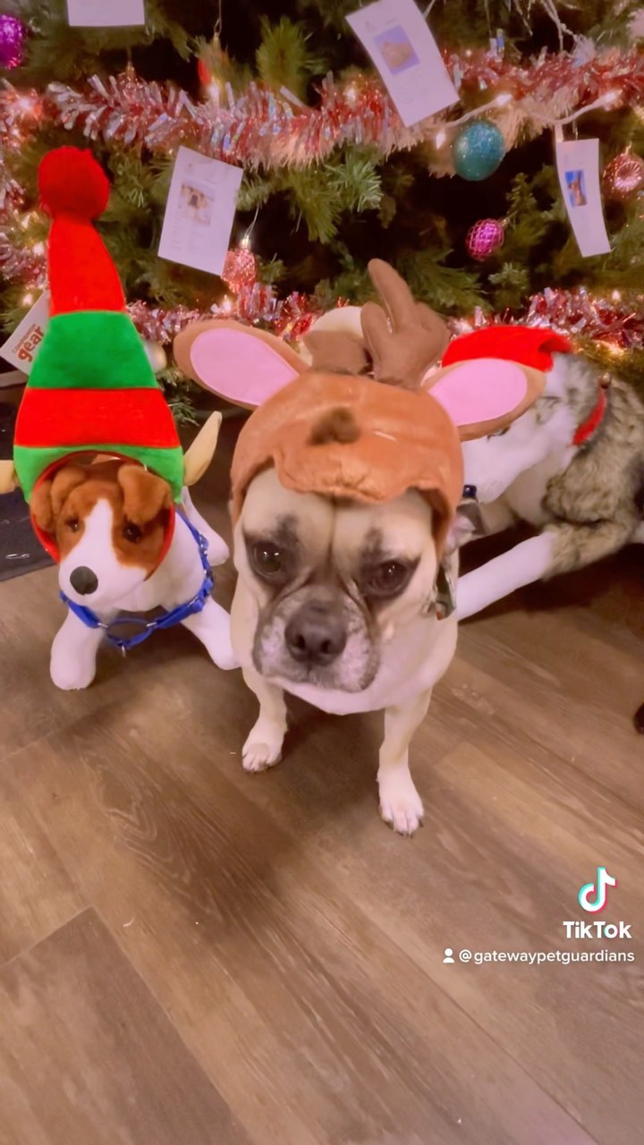 Give these pups the best Holiday, in a home. <a target='_blank' href='https://www.instagram.com/explore/tags/dogsofinstagram/'>#dogsofinstagram</a> <a target='_blank' href='https://www.instagram.com/explore/tags/dogs/'>#dogs</a> <a target='_blank' href='https://www.instagram.com/explore/tags/rescuedogsofinstagram/'>#rescuedogsofinstagram</a> <a target='_blank' href='https://www.instagram.com/explore/tags/rescuedismyfavoritebreed/'>#rescuedismyfavoritebreed</a> <a target='_blank' href='https://www.instagram.com/explore/tags/shelterdogsofinstagram/'>#shelterdogsofinstagram</a> <a target='_blank' href='https://www.instagram.com/explore/tags/holidayseason/'>#holidayseason</a>